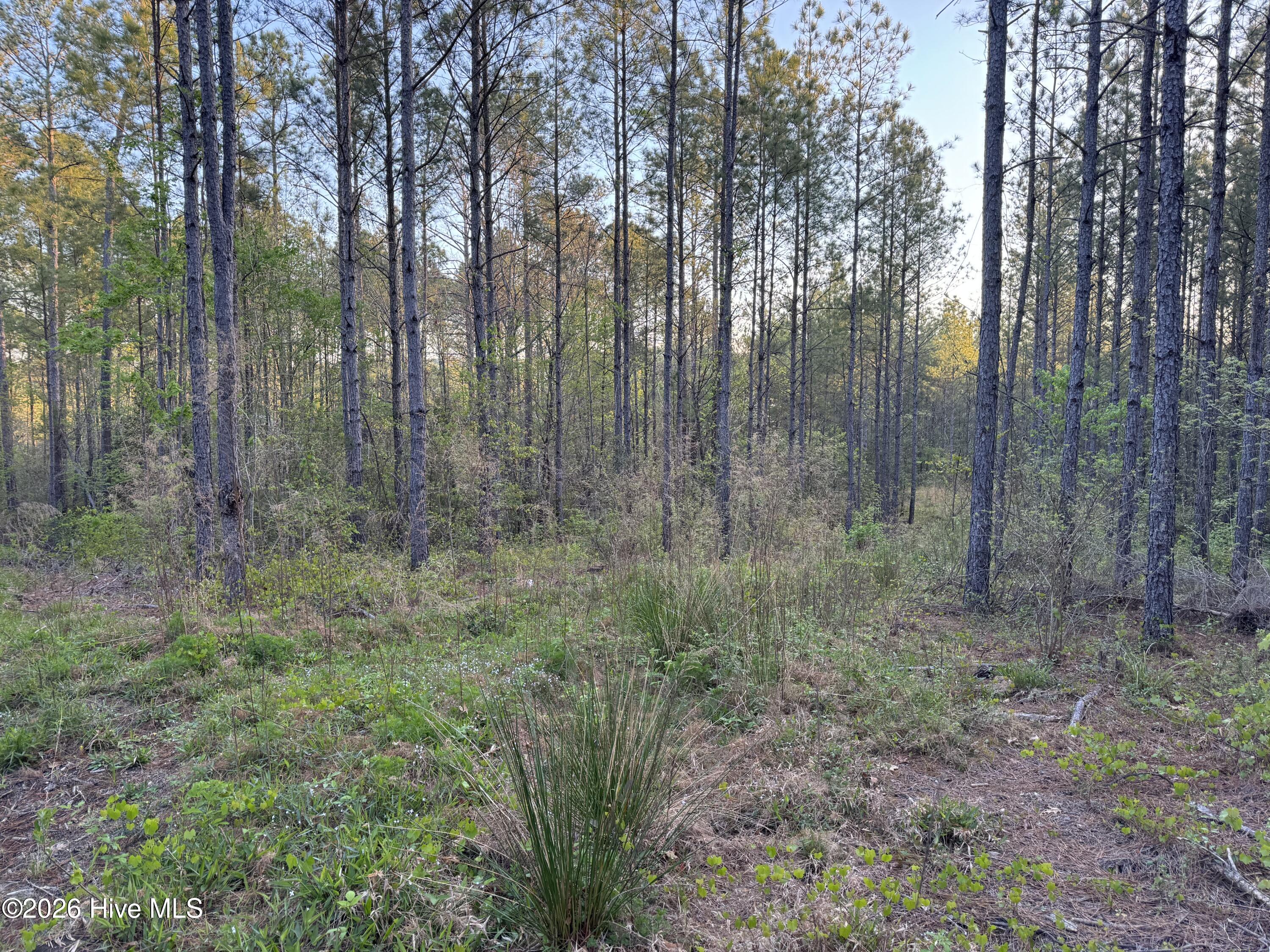 0 Cartledge Creek Road Property Photo 25