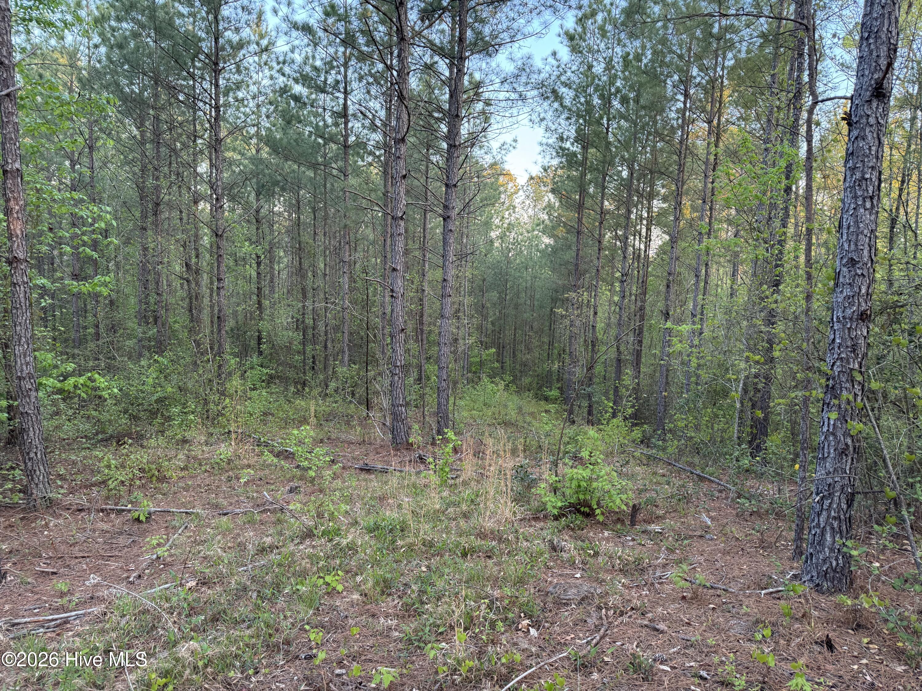 0 Cartledge Creek Road Property Photo 29