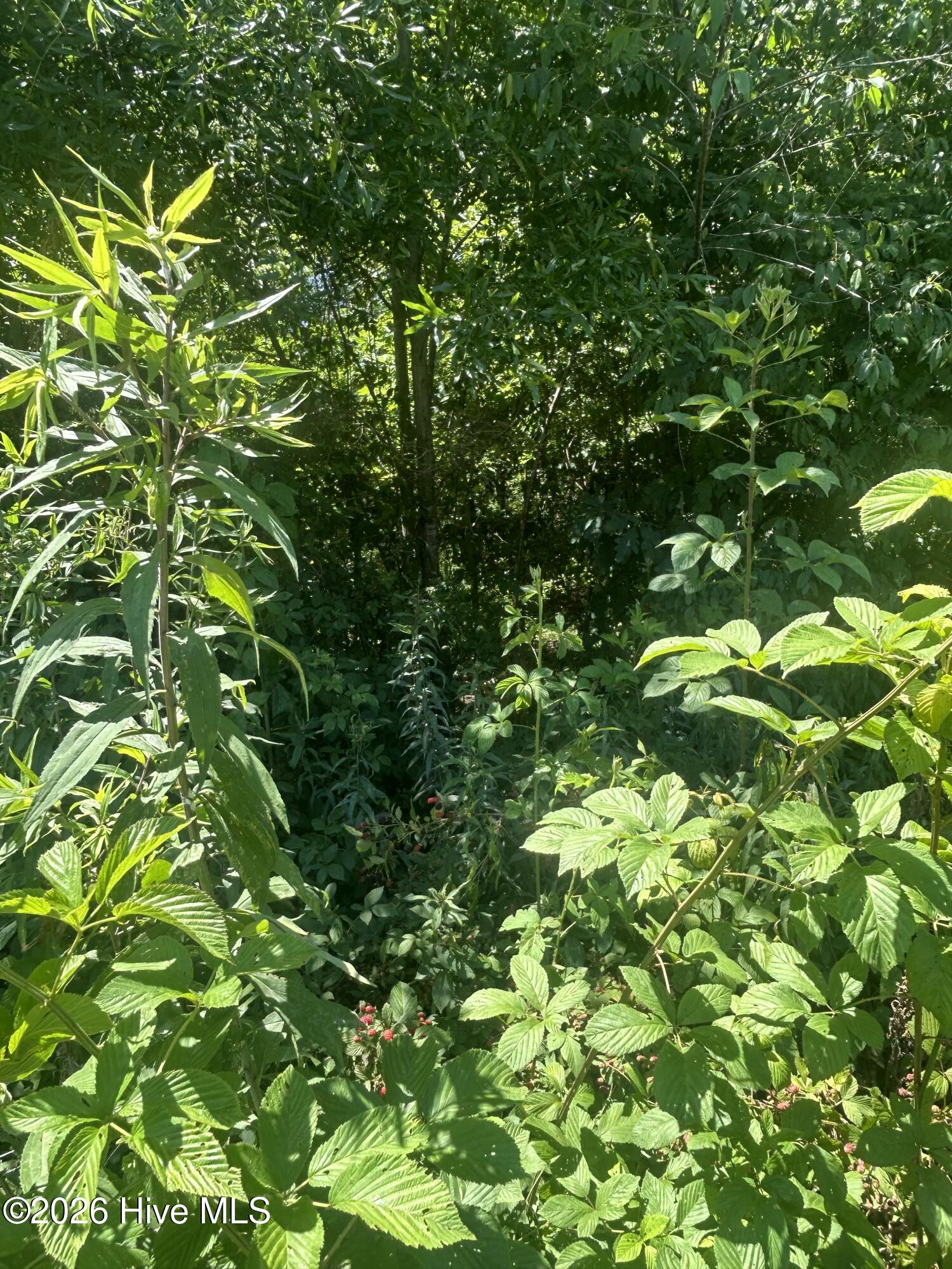 Tbd Nc Hwy 705 Property Photo 5