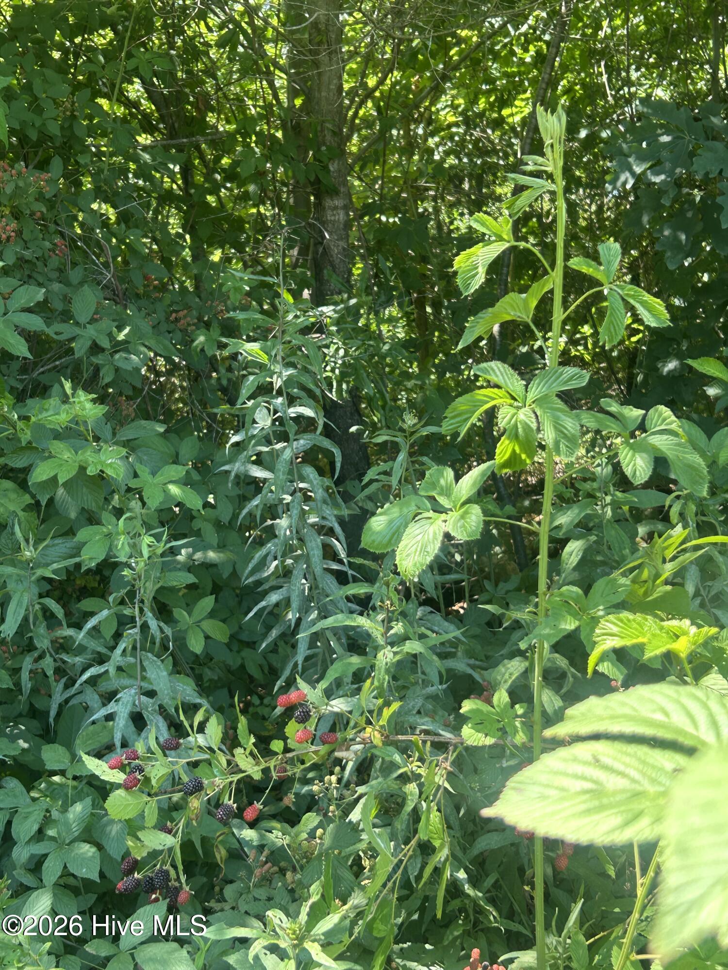 Tbd Nc Hwy 705 Property Photo 7