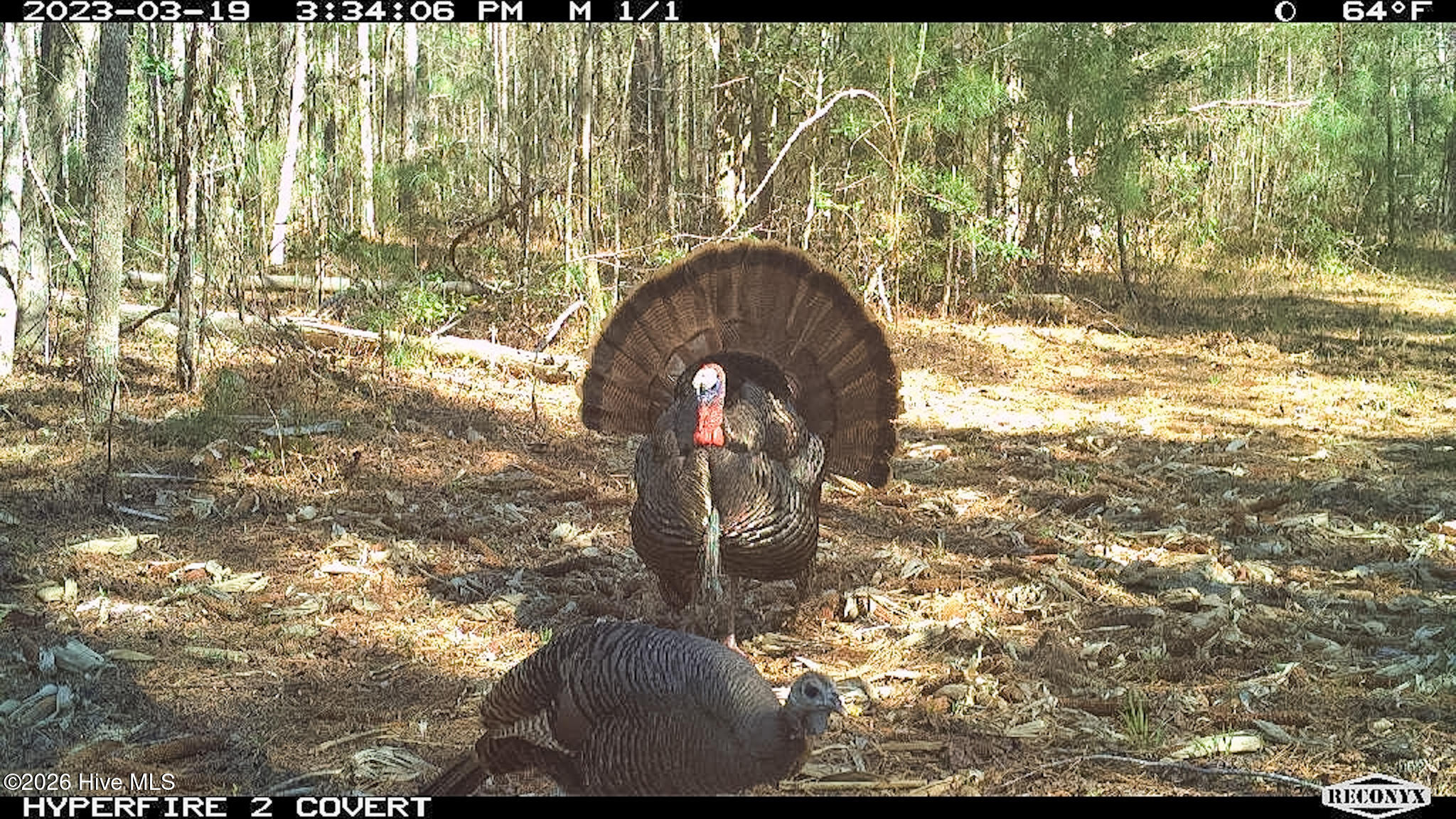 Off Swamp Fox Hwy Highway E Property Photo 9