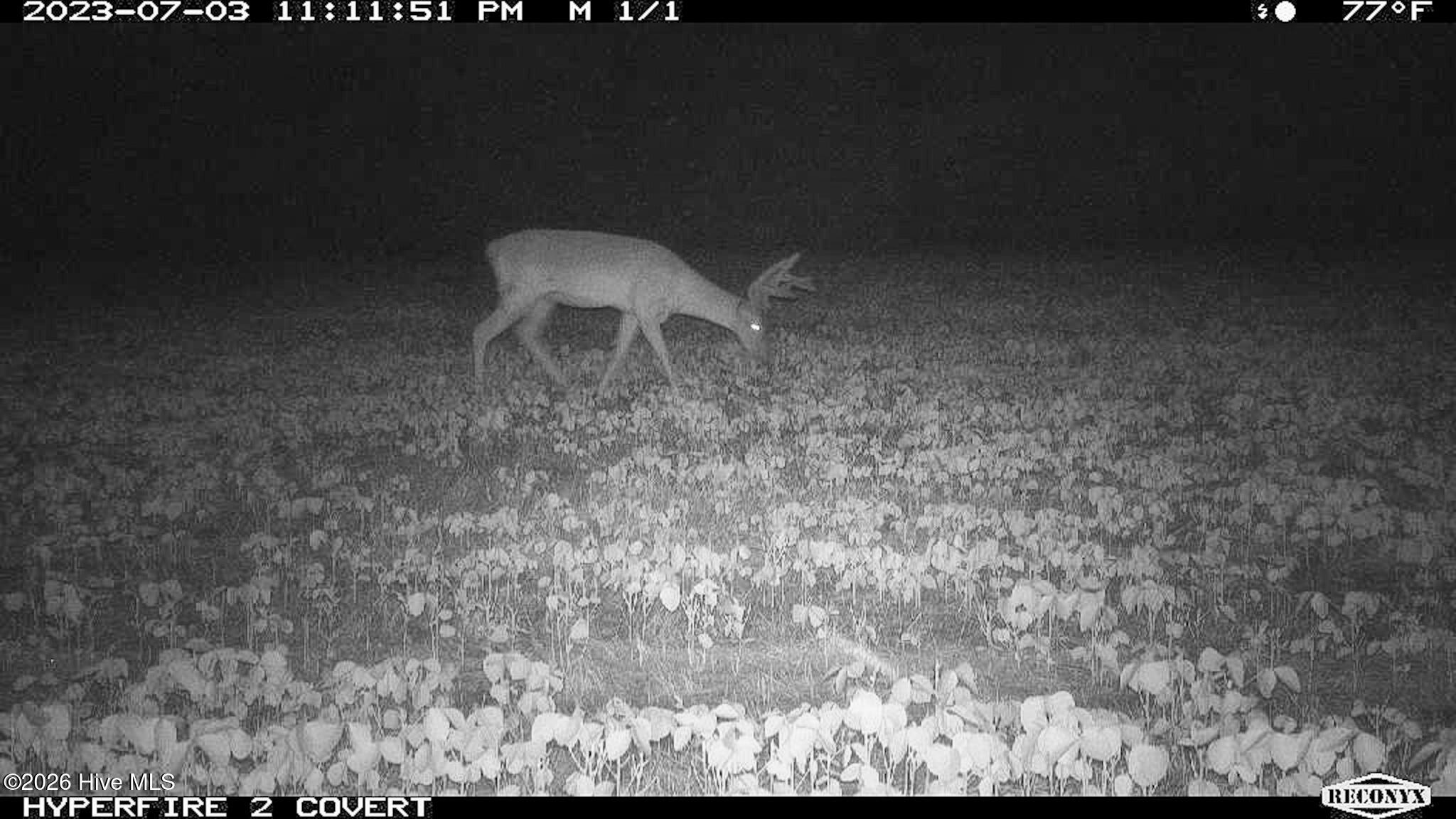 Off Swamp Fox Hwy Highway E Property Photo 13