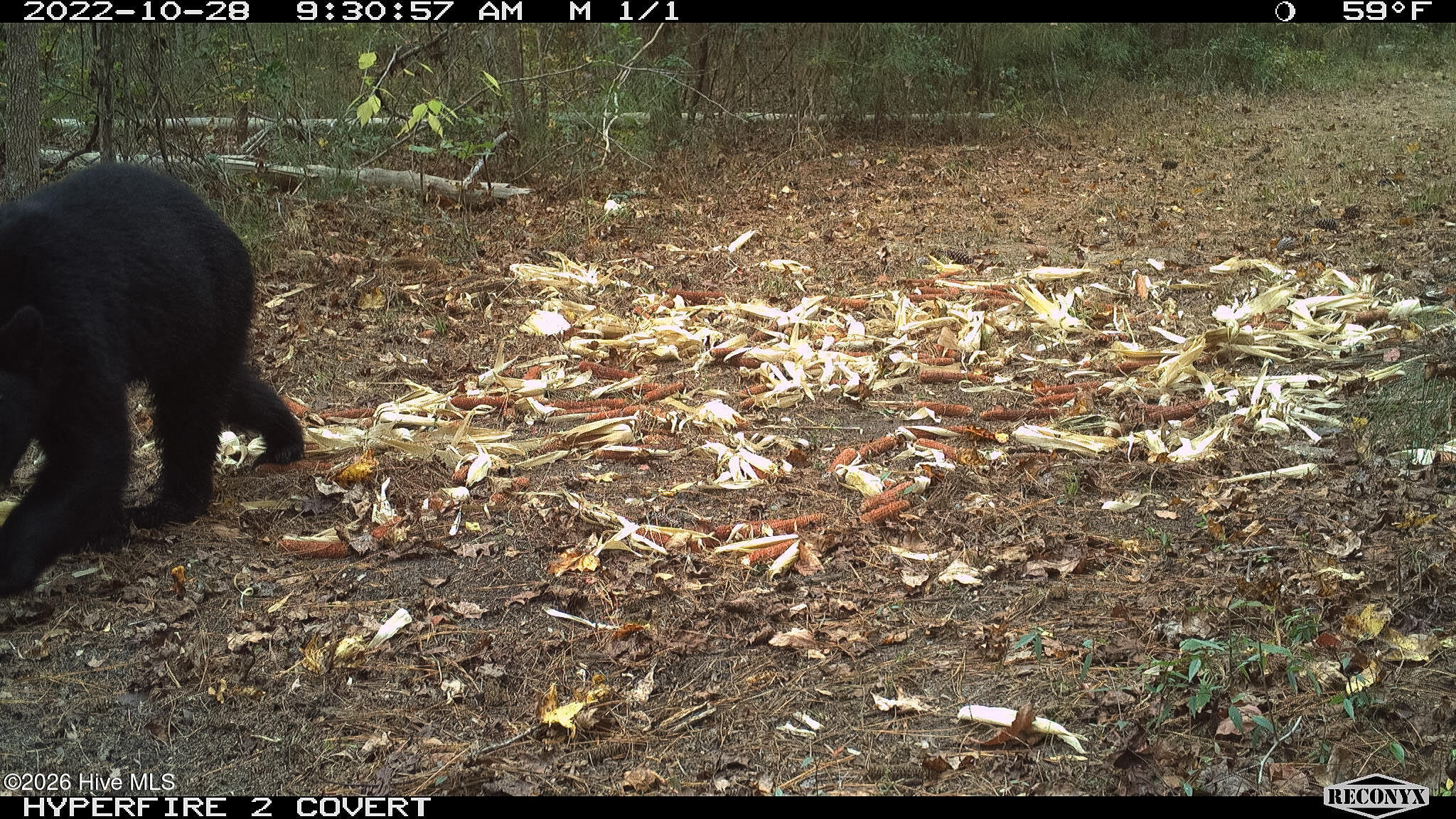 Off Swamp Fox Hwy Highway E Property Photo 15