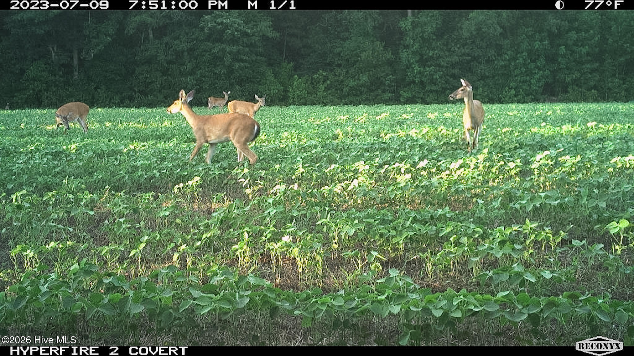 Off Swamp Fox Hwy Highway E Property Photo 31