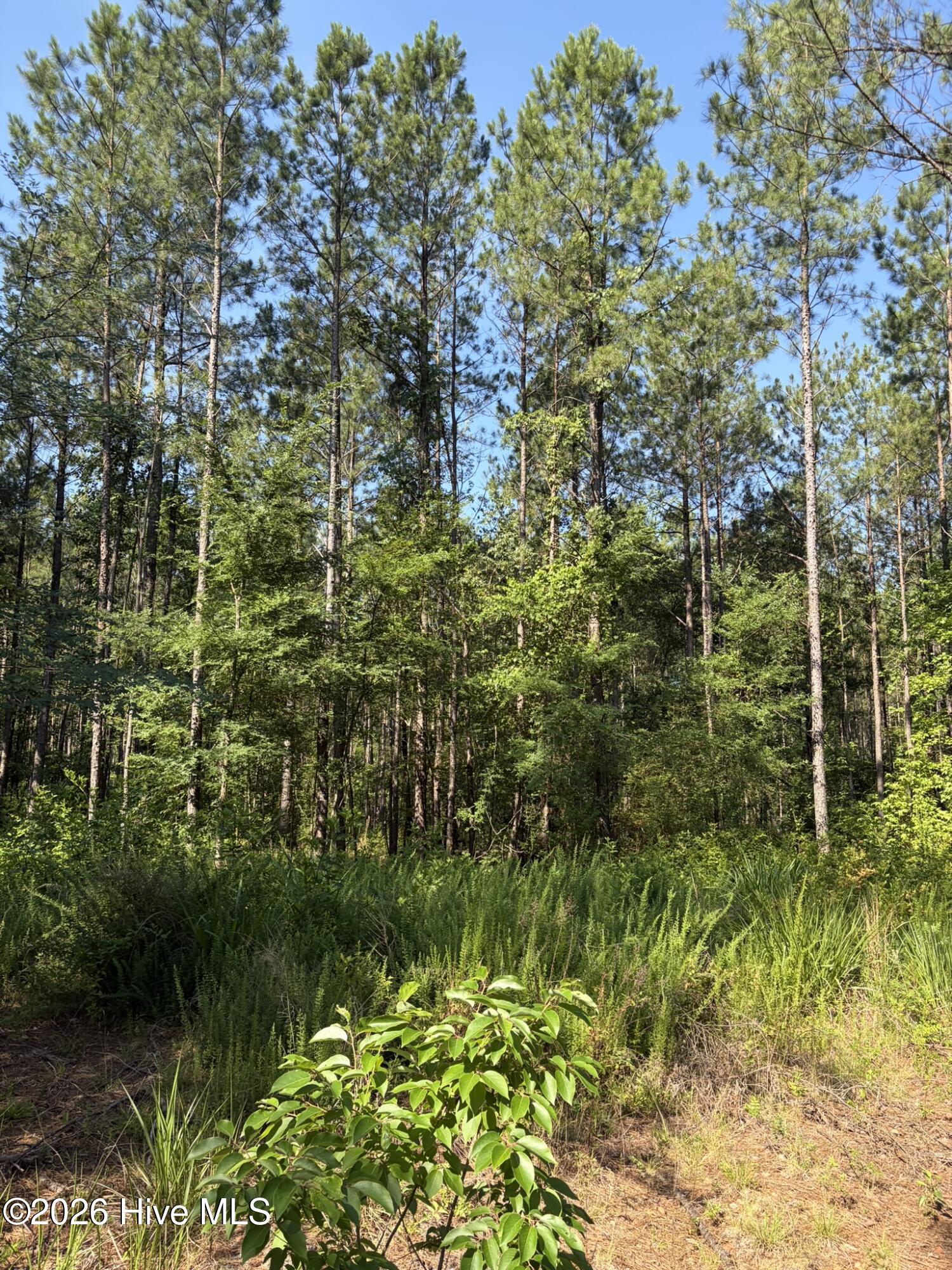 Tbd Everett Chappell Road Property Photo 13