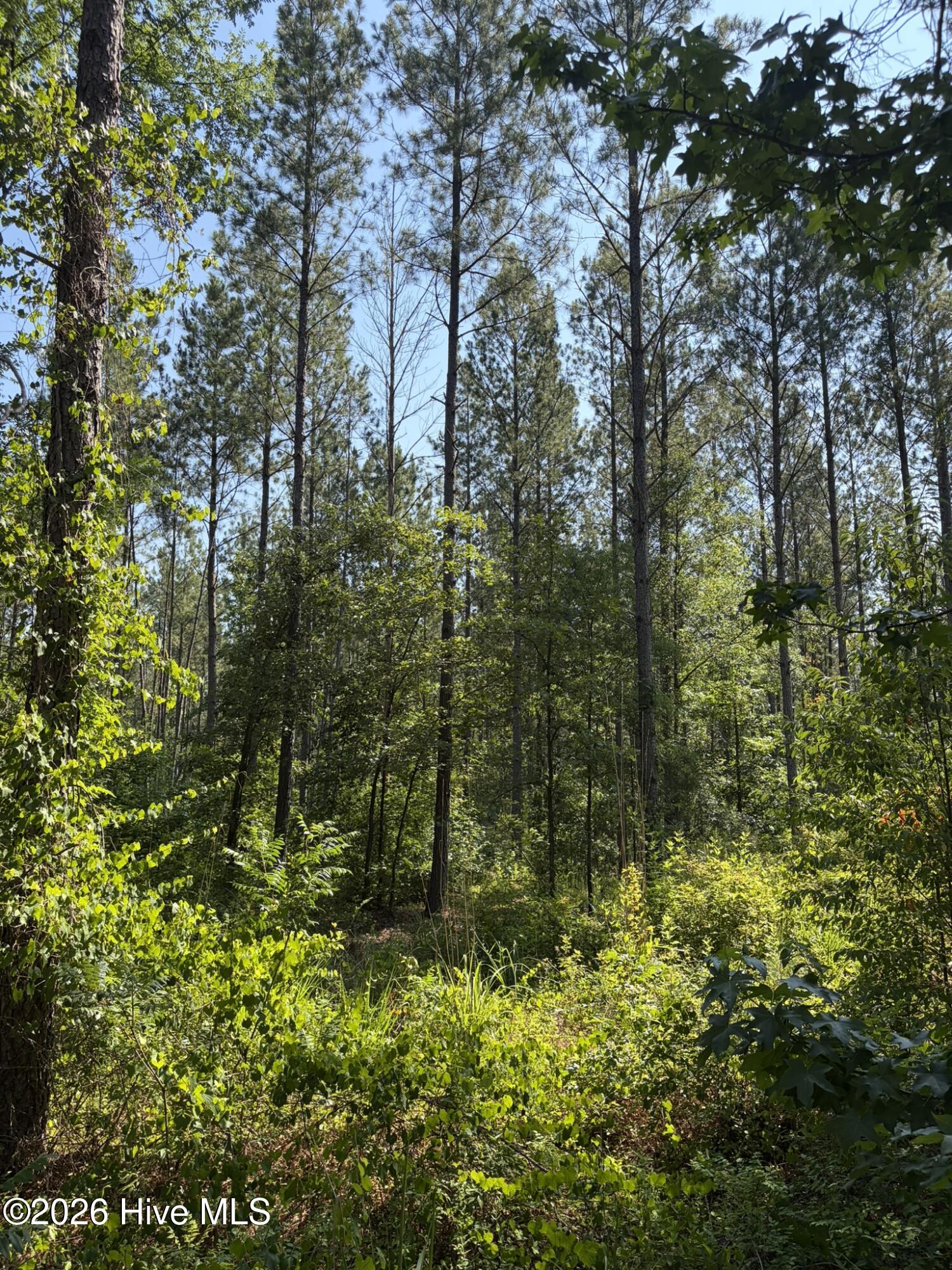 Tbd Everett Chappell Road Property Photo 16