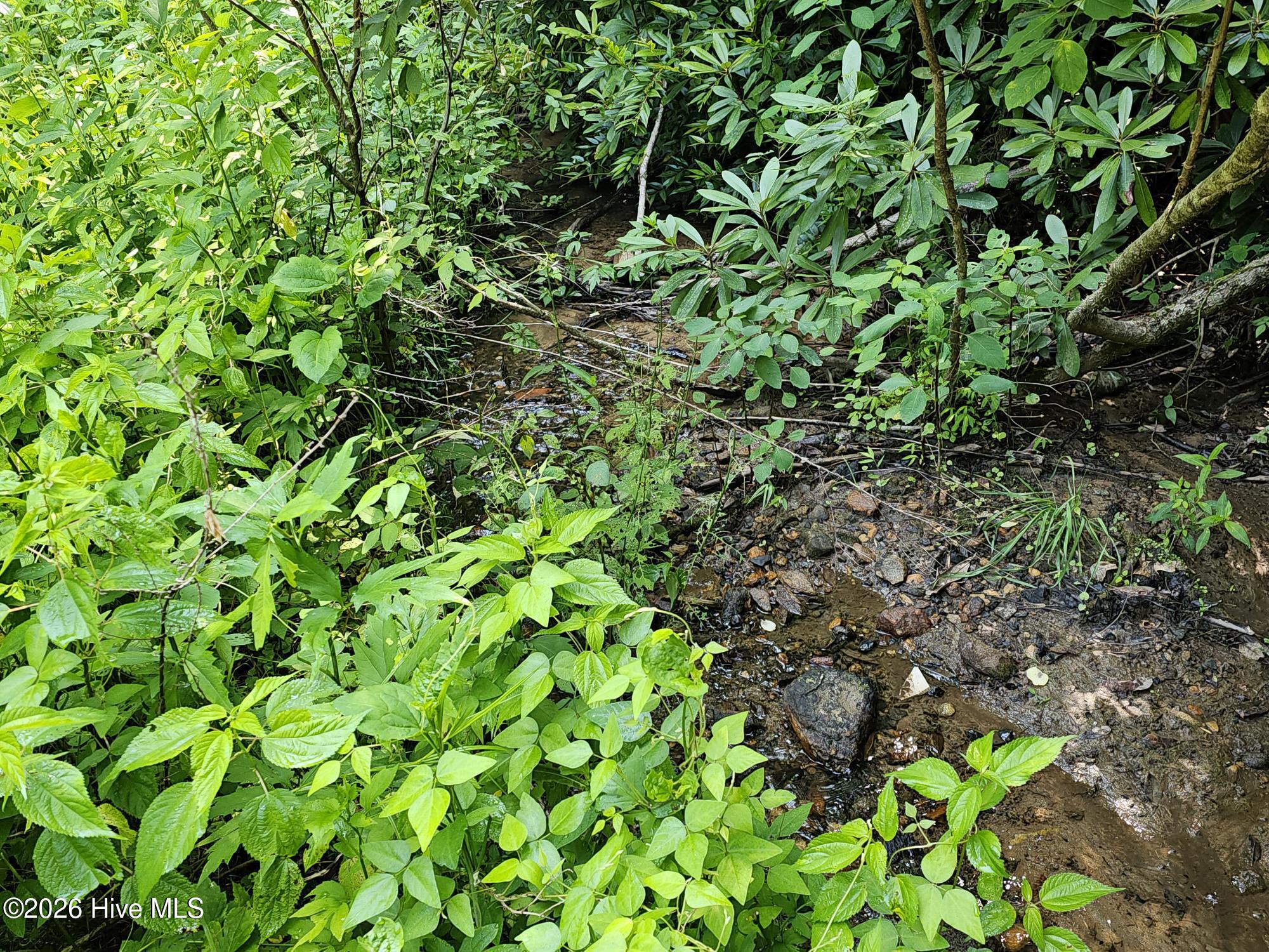 31 Acres Upper Bear Paw Road Property Photo 4