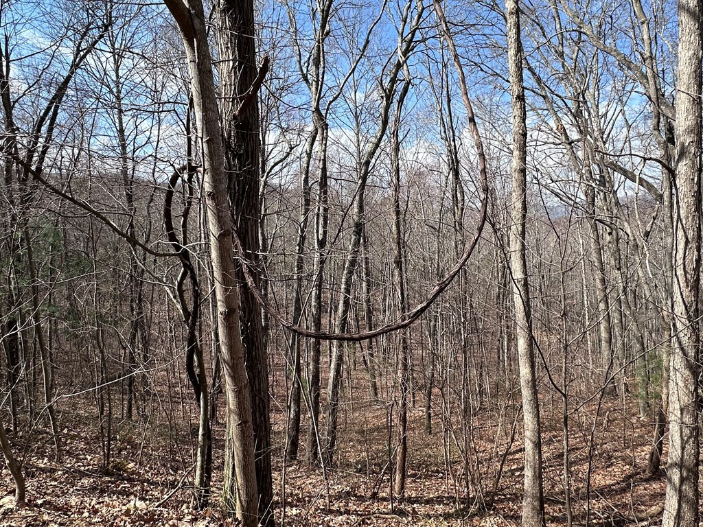 Tbd Pack Mountain Road Property Photo 32