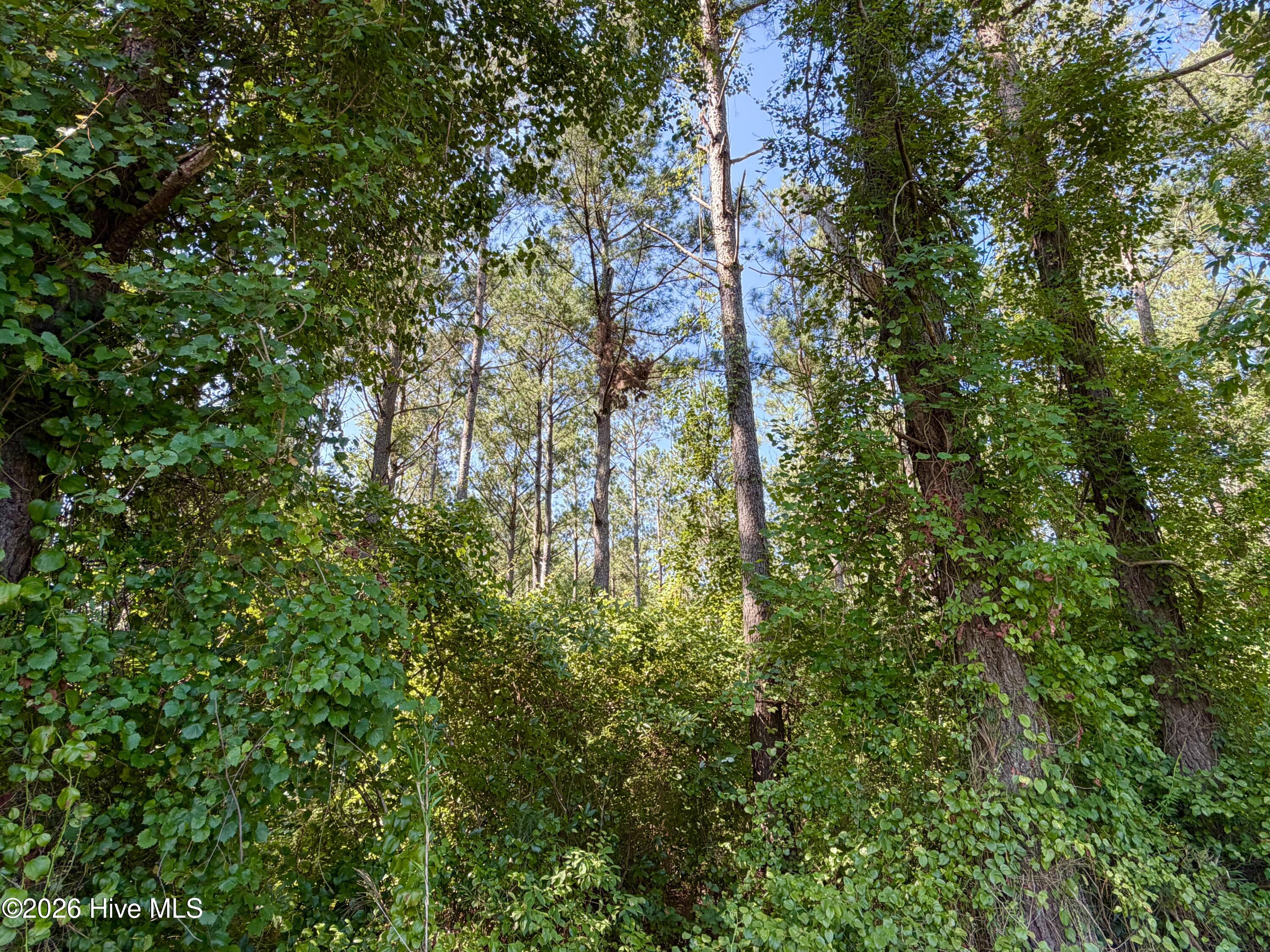 0 Cedar Fork Road Property Photo 3