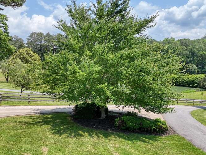 115 Dawsons Lane Property Photo 81