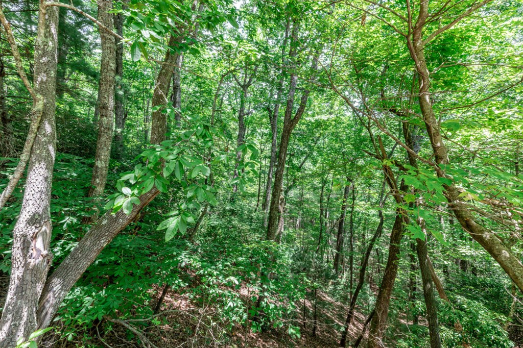 Lot 56 56 Indian Rock Springs Property Photo 8