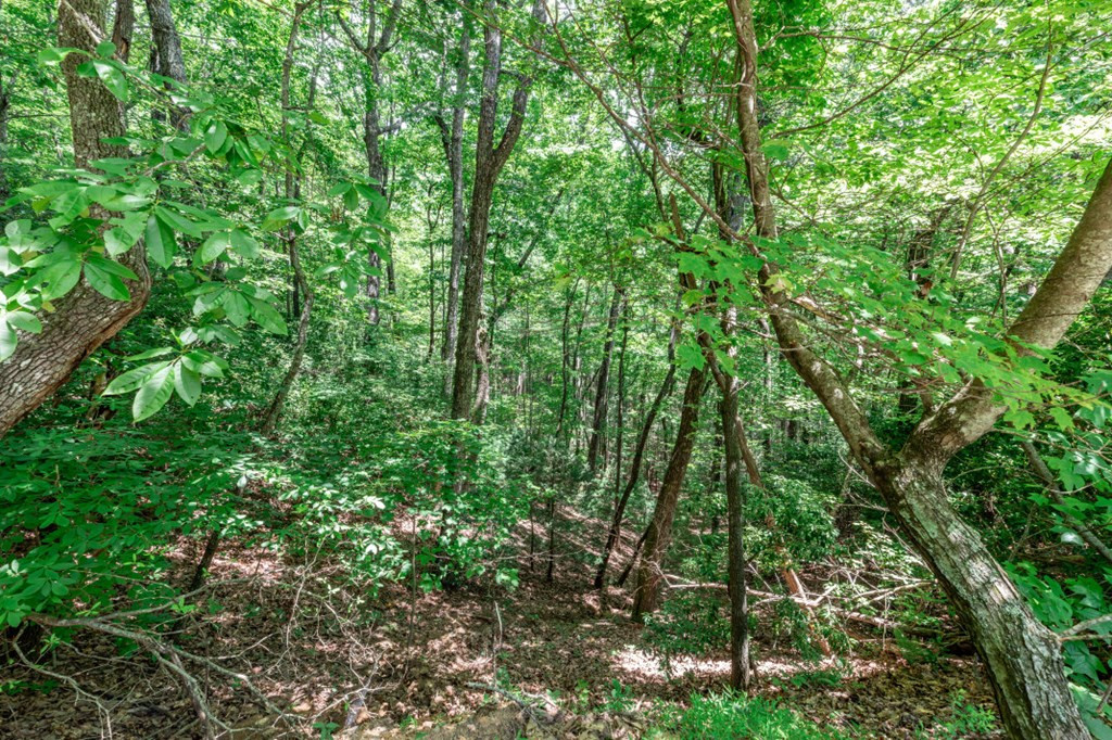 Lot 56 56 Indian Rock Springs Property Photo 9