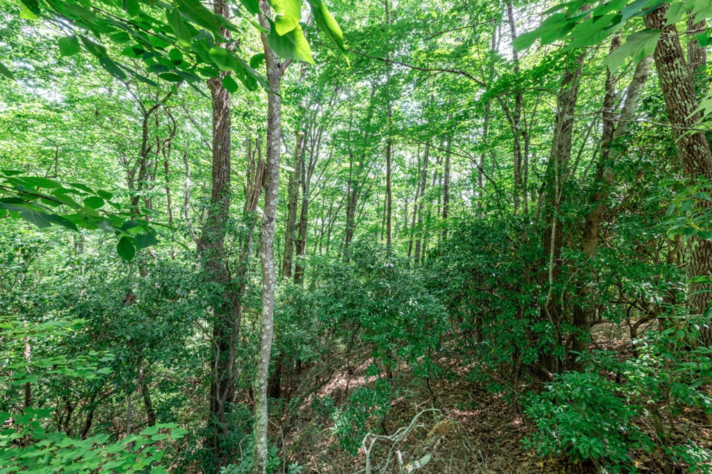 Lot 56 56 Indian Rock Springs Property Photo 12