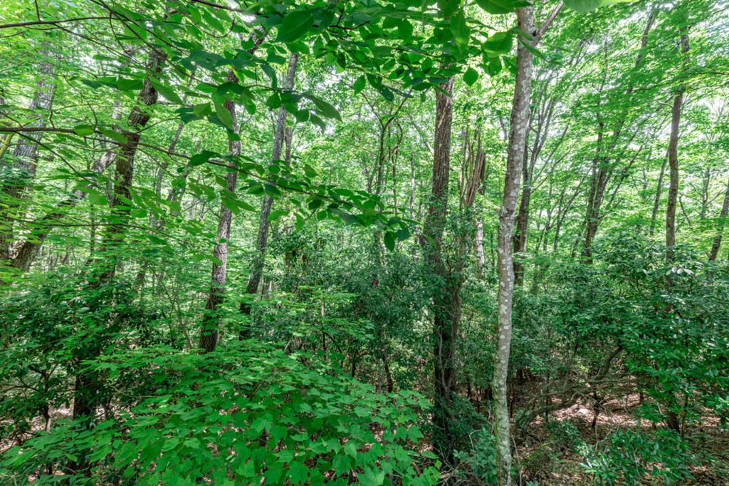 Lot 56 56 Indian Rock Springs Property Photo 13