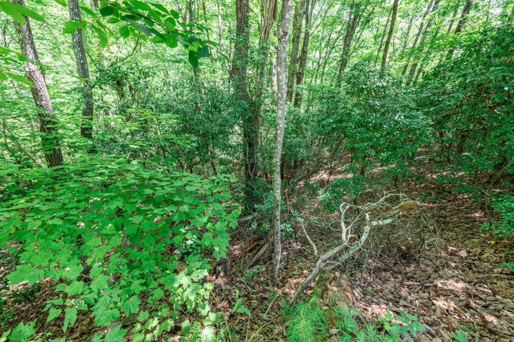 Lot 56 56 Indian Rock Springs Property Photo 14