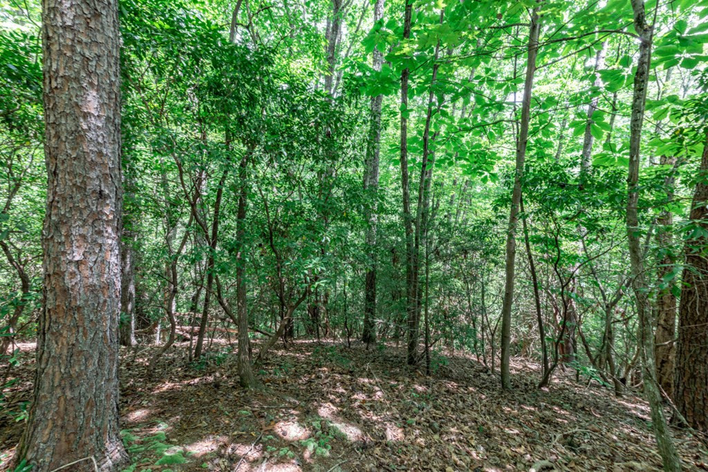 Lot 56 56 Indian Rock Springs Property Photo 15