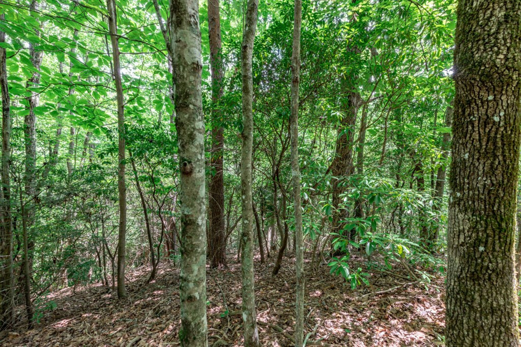 Lot 56 56 Indian Rock Springs Property Photo 16