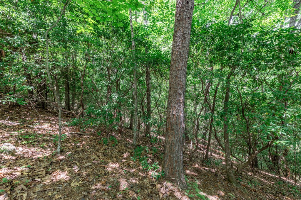 Lot 56 56 Indian Rock Springs Property Photo 17