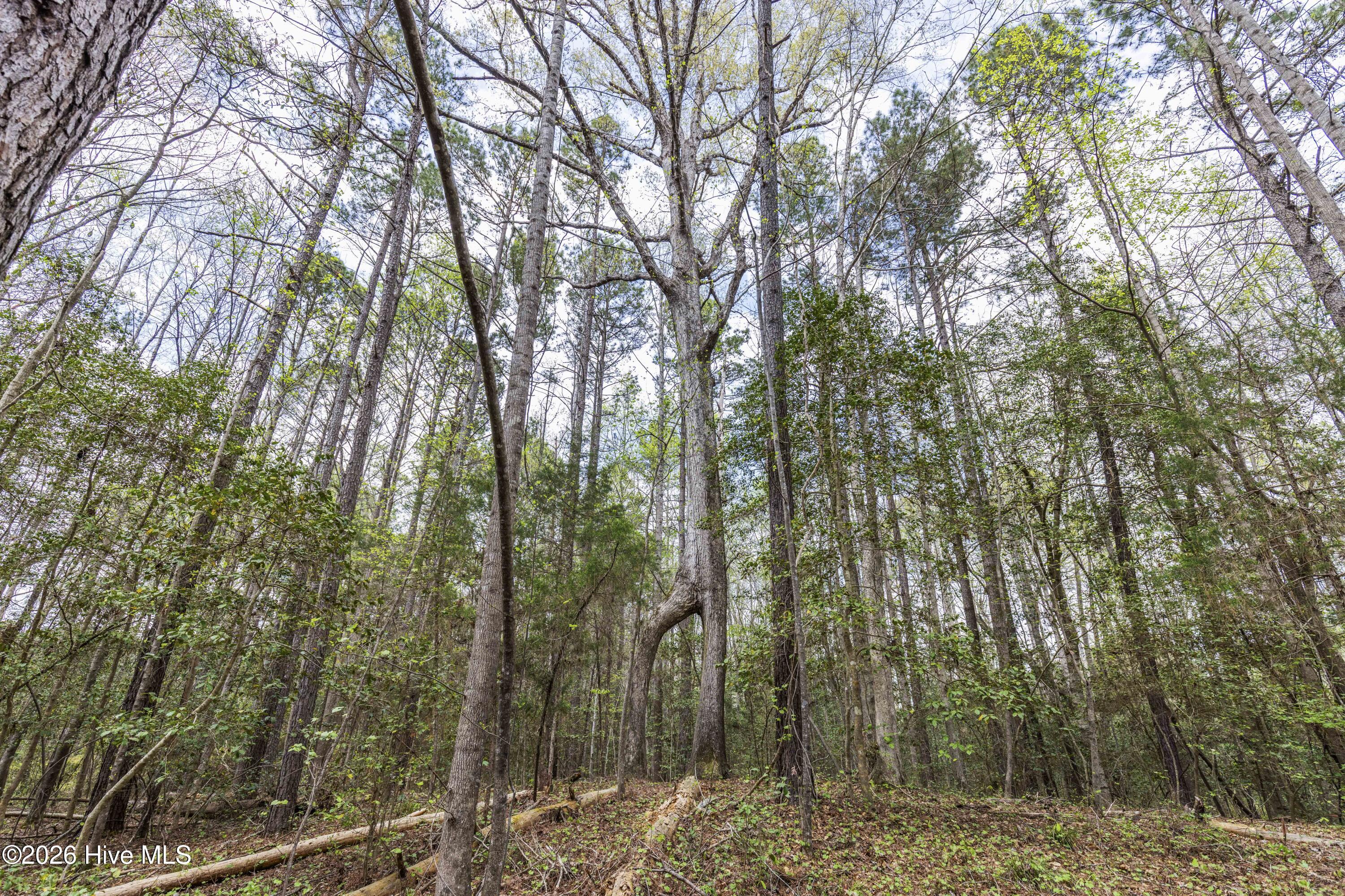 215 Cameron Camp Road Property Photo 49