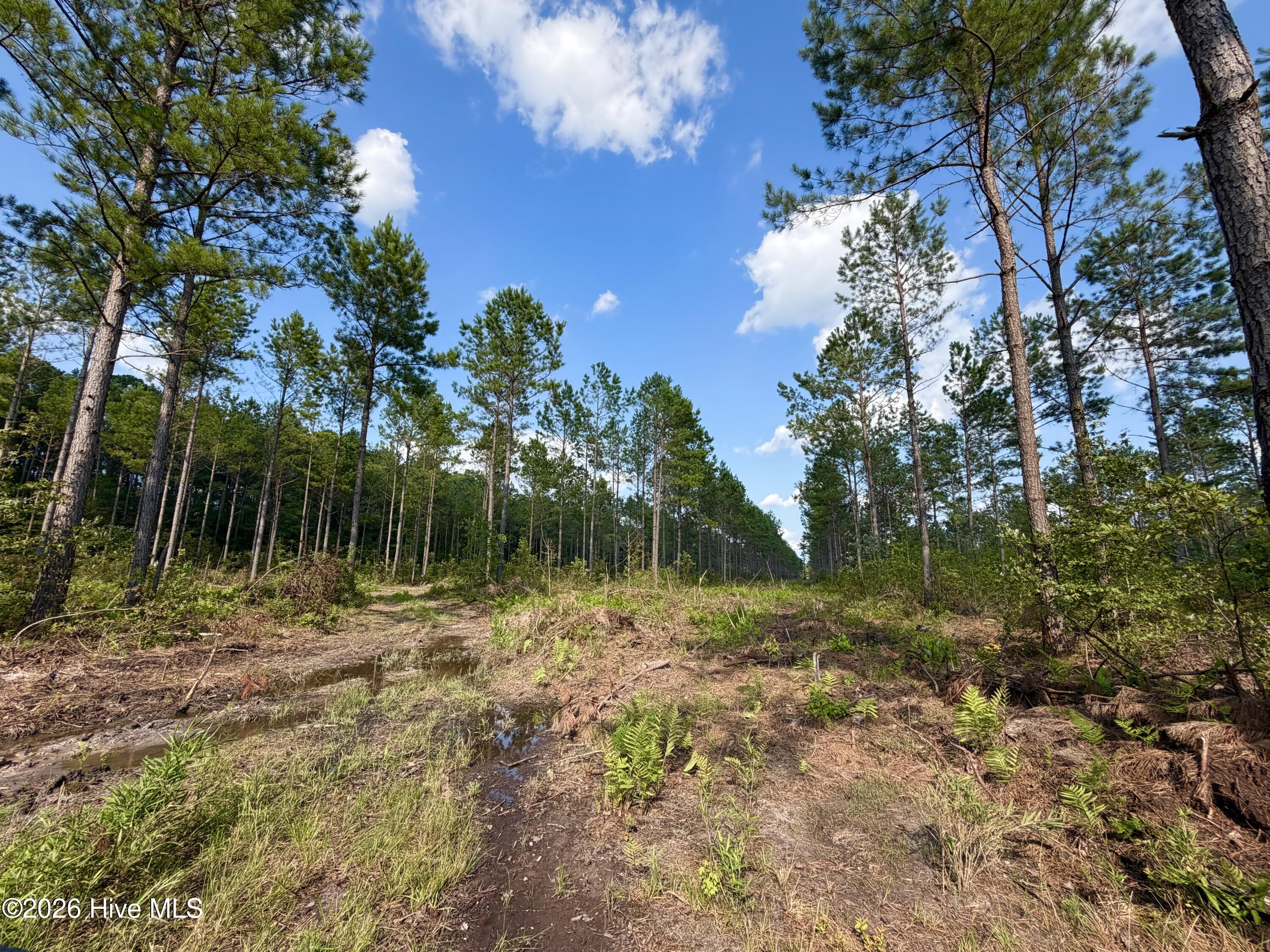 2310 Devils Racetrack Road Property Photo 5