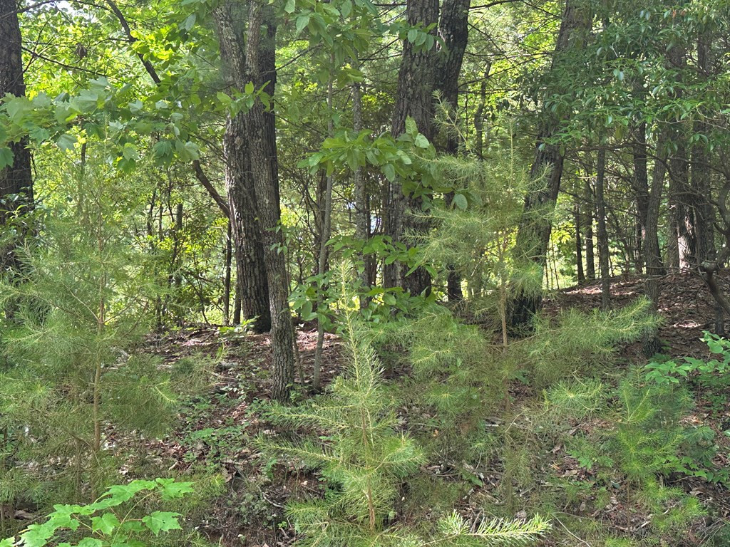 Lot 31 31 Peak Trail Property Photo 2