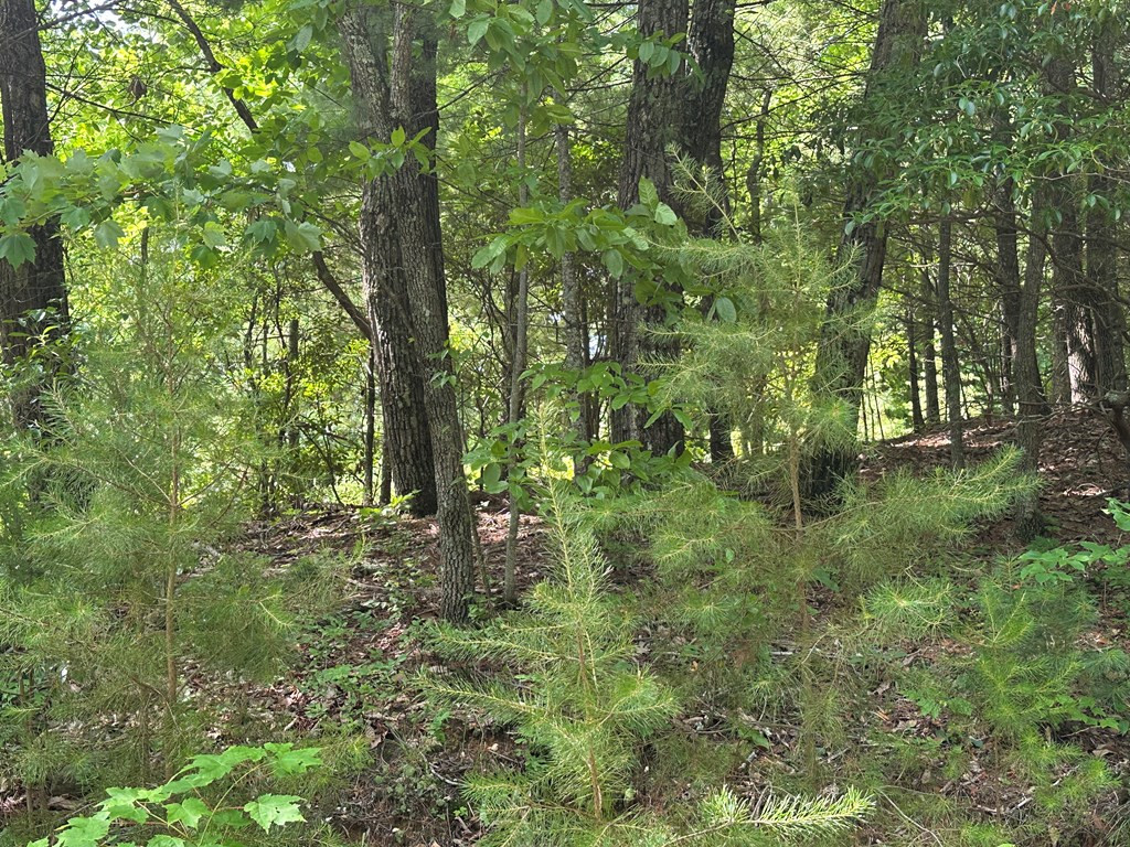 Lot 31 31 Peak Trail Property Photo 3