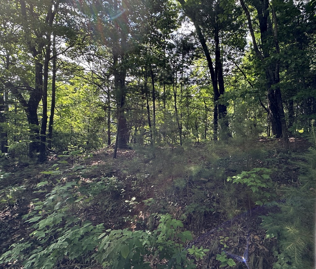Lot 31 31 Peak Trail Property Photo 5
