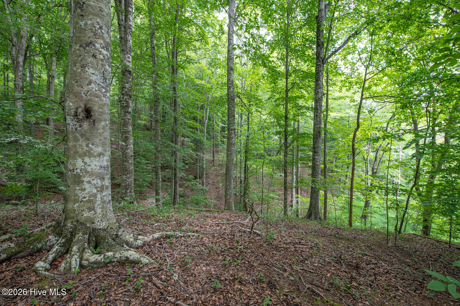 8942 Spearman Road Property Photo 4