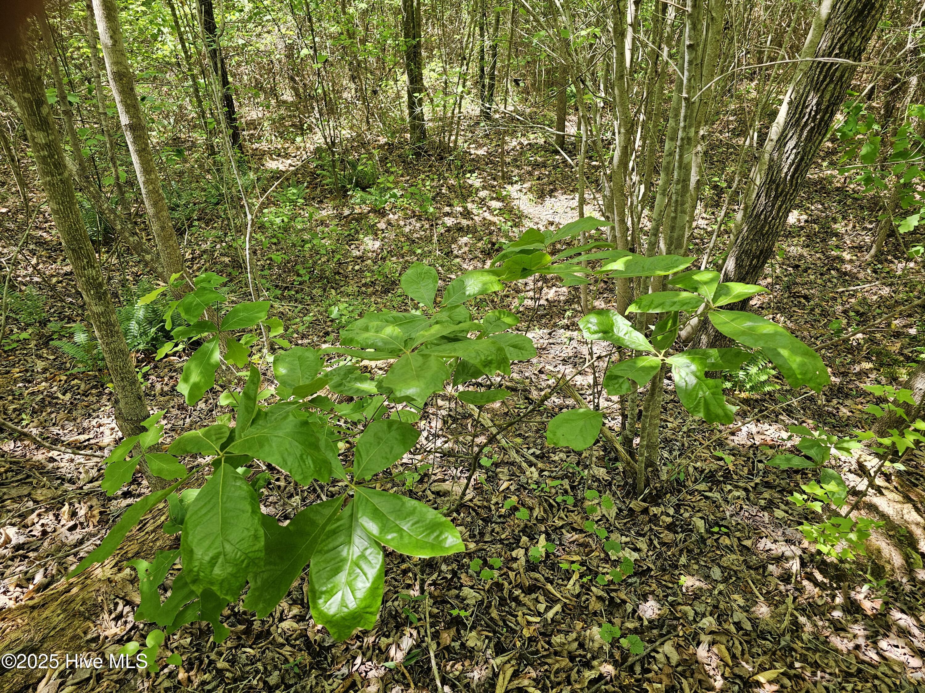 00 Alert Road Property Photo 17