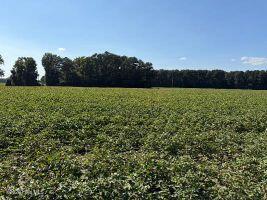 1400 Holly Springs Church Road Property Photo 2