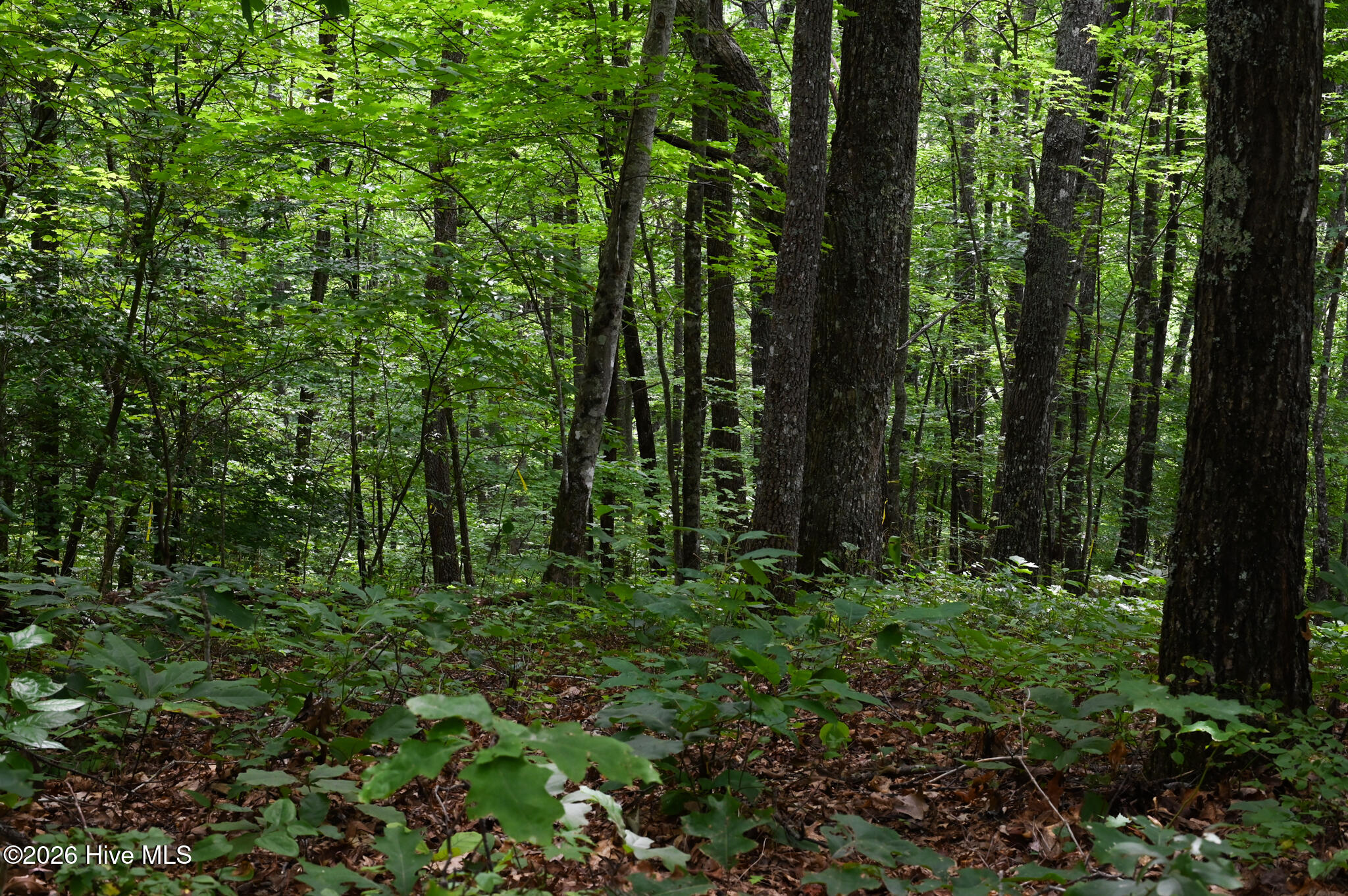 0 Lories Mountain Drive Drive Property Photo 4