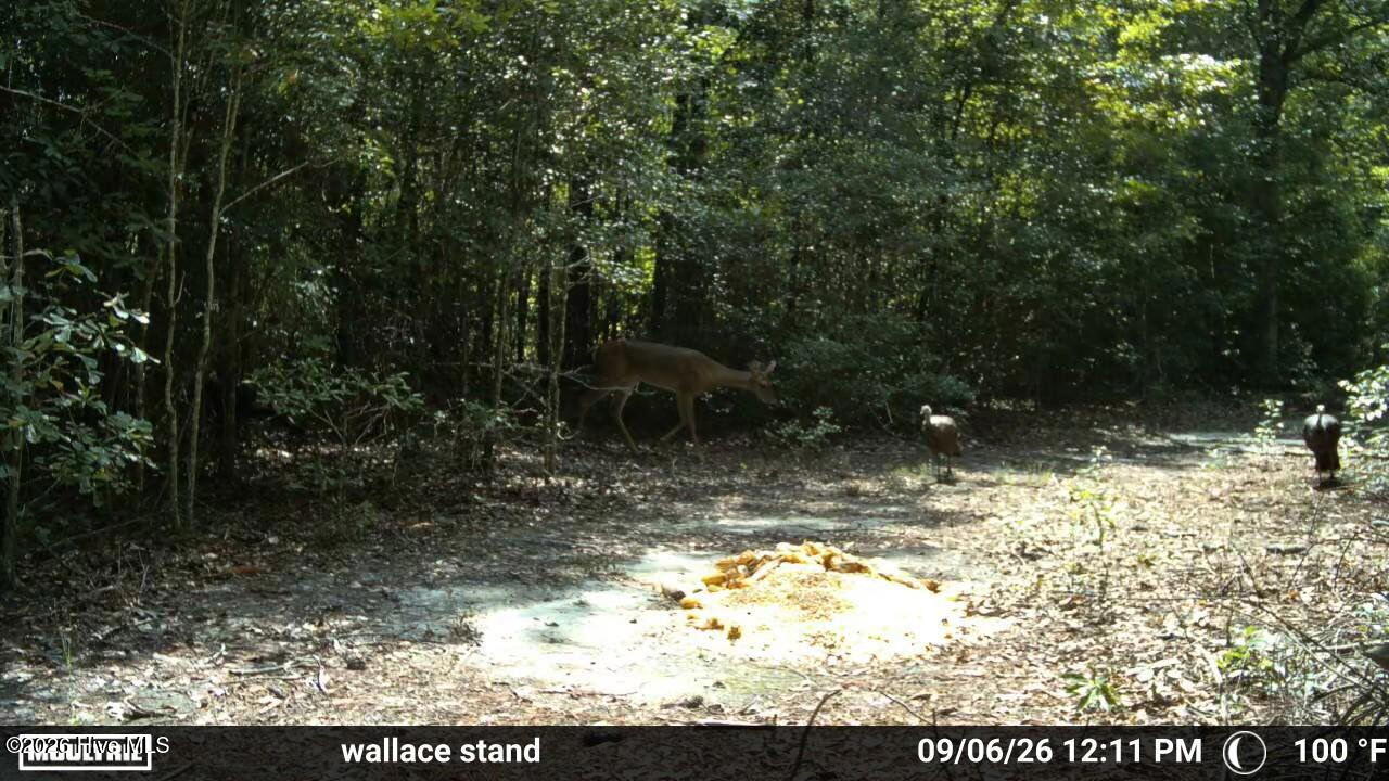 5 Bull Tail Road Property Photo 18