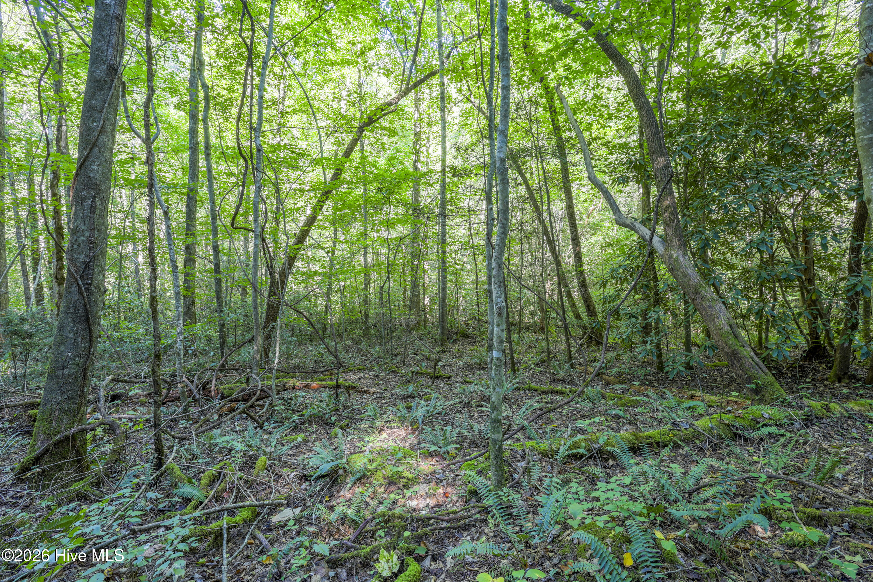 90 Ac Tree House Road Property Photo 3