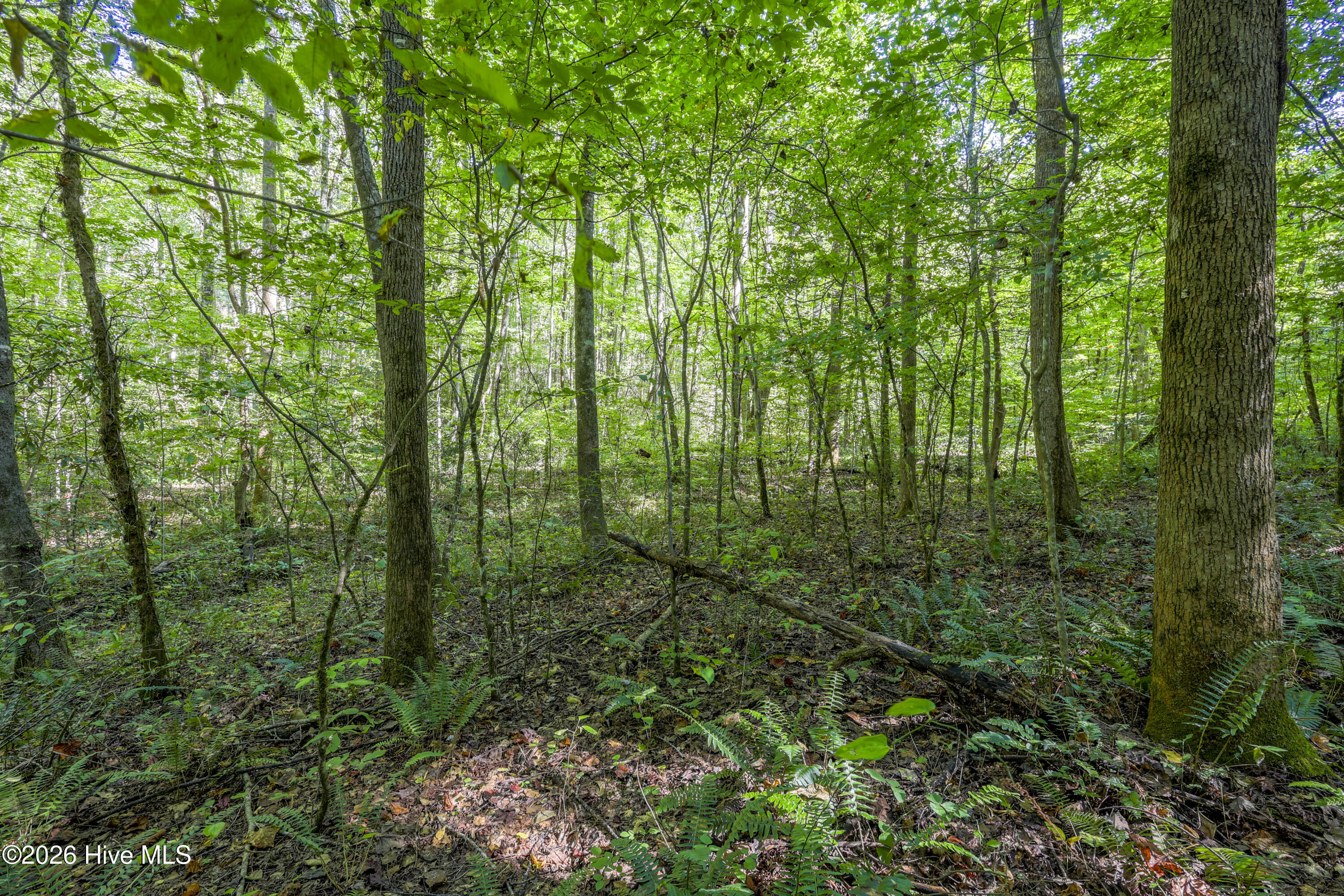 90 Ac Tree House Road Property Photo 5