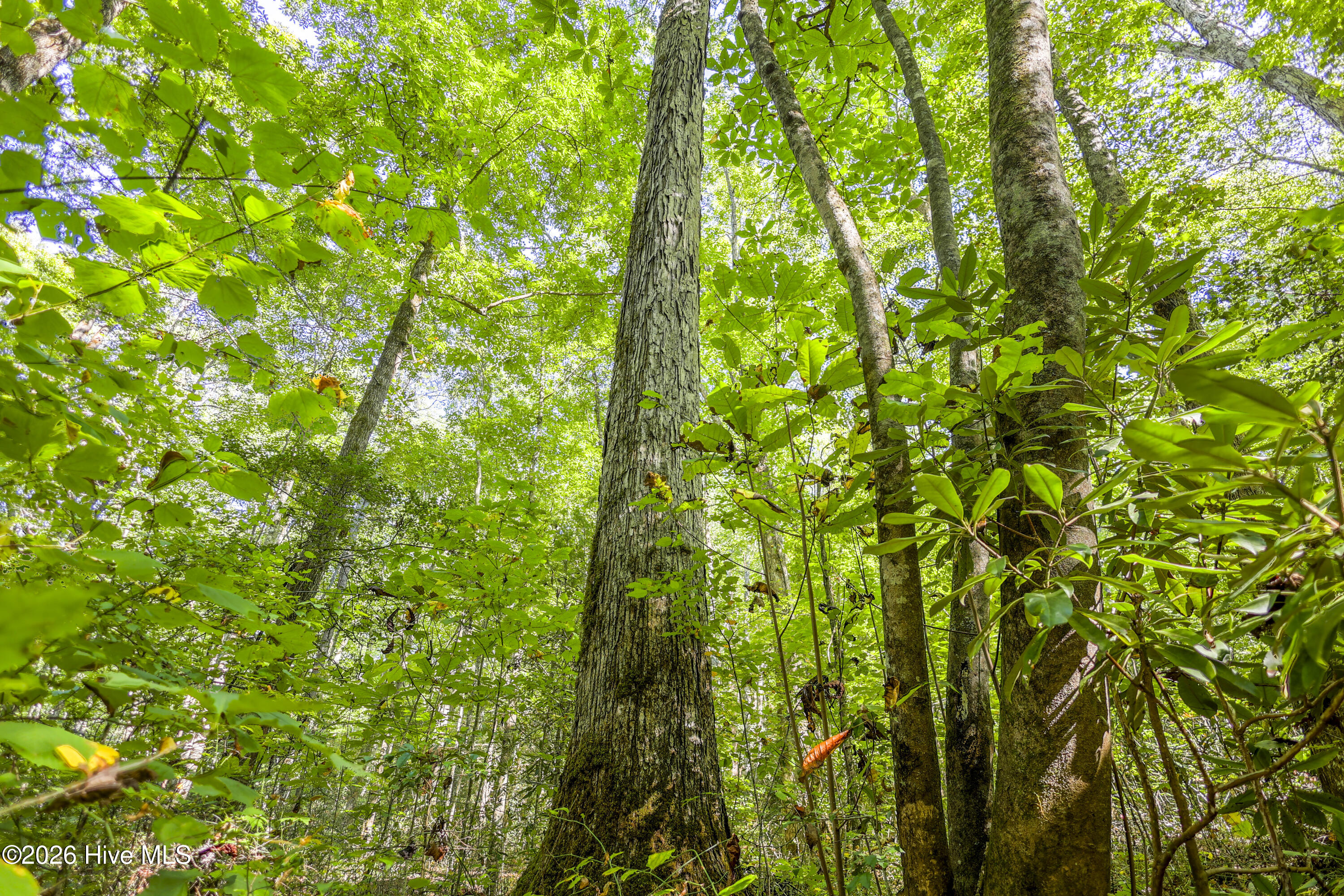 90 Ac Tree House Road Property Photo 7