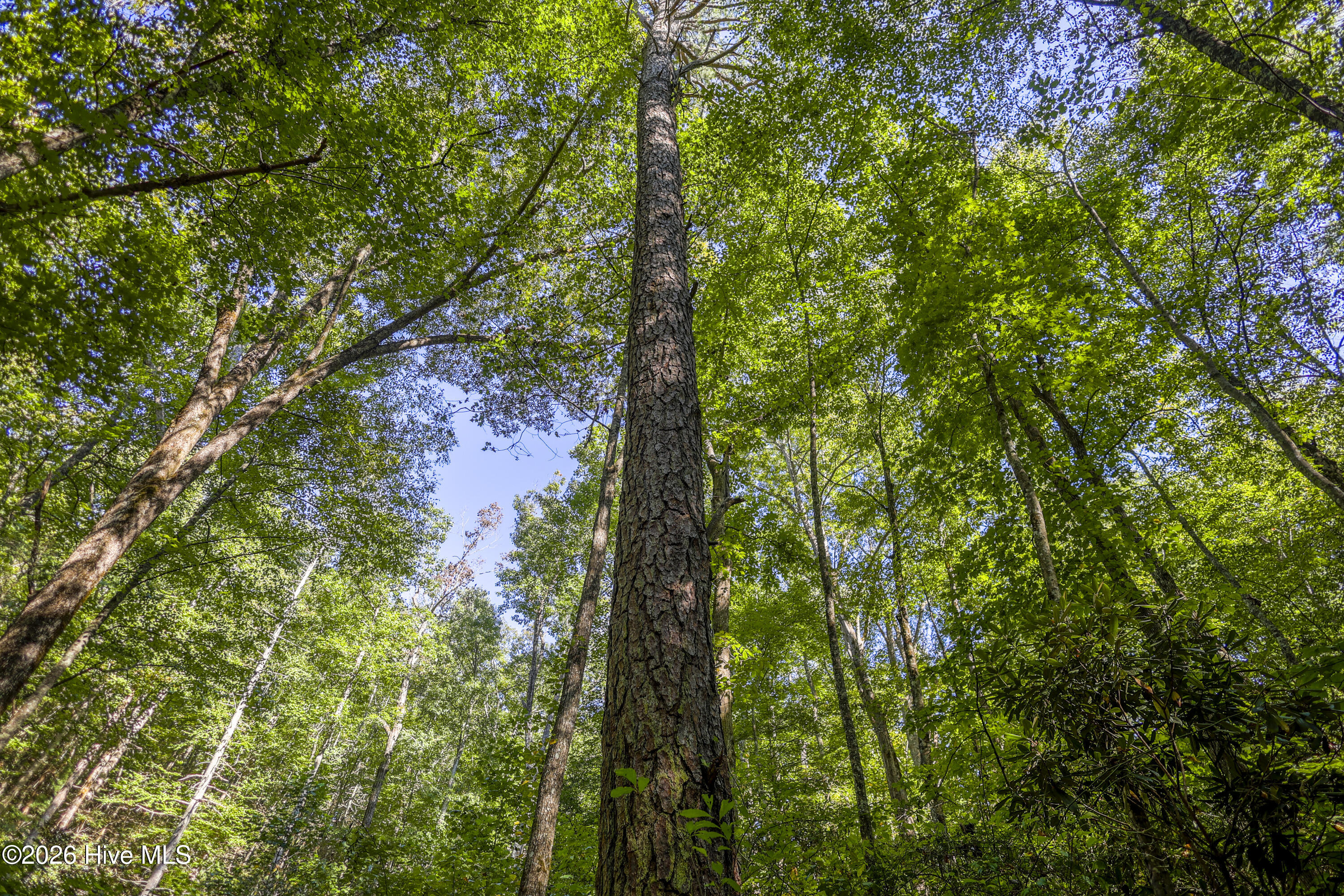 90 Ac Tree House Road Property Photo 13