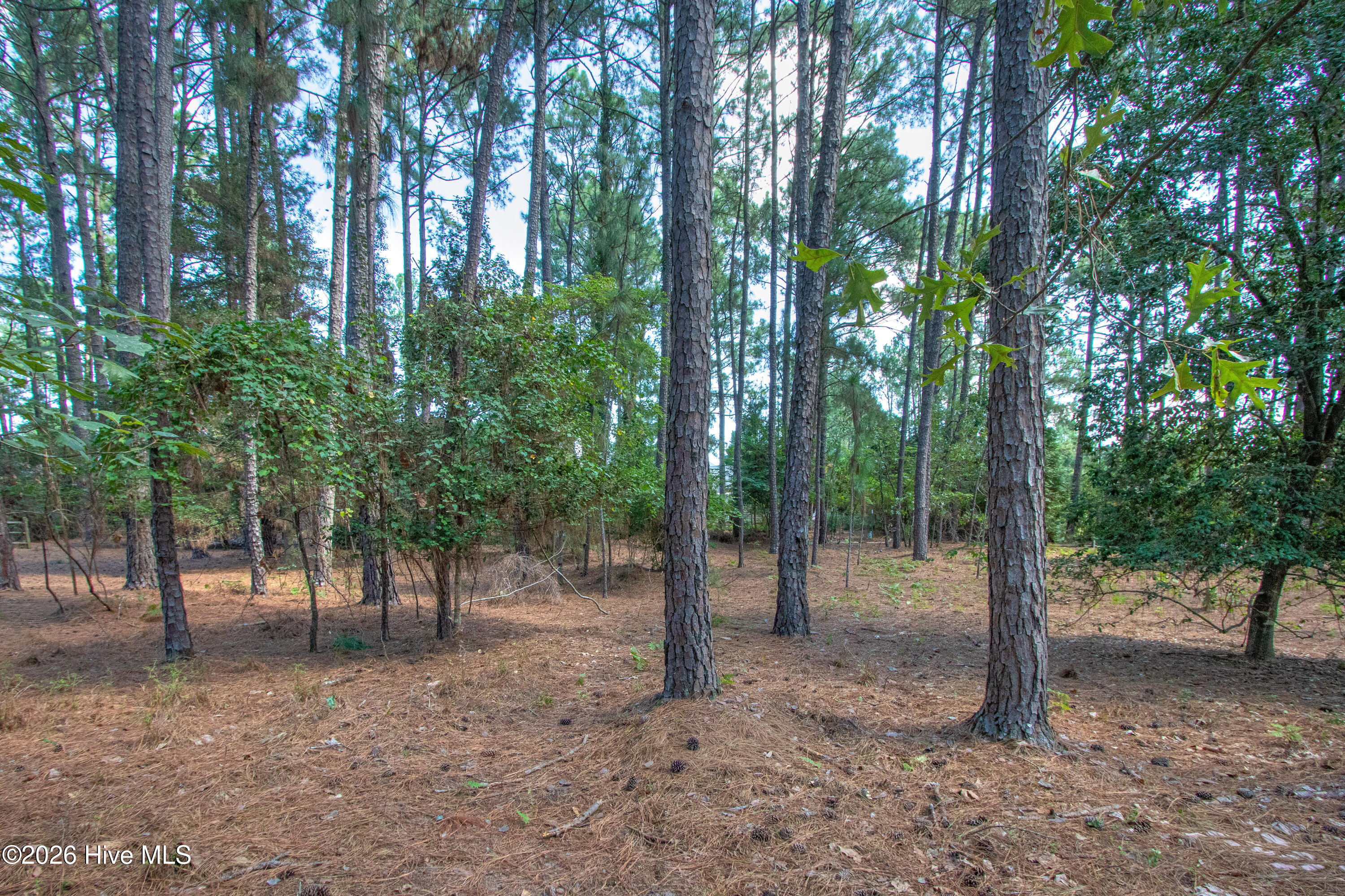 245 Pine Vista Drive Property Photo 4