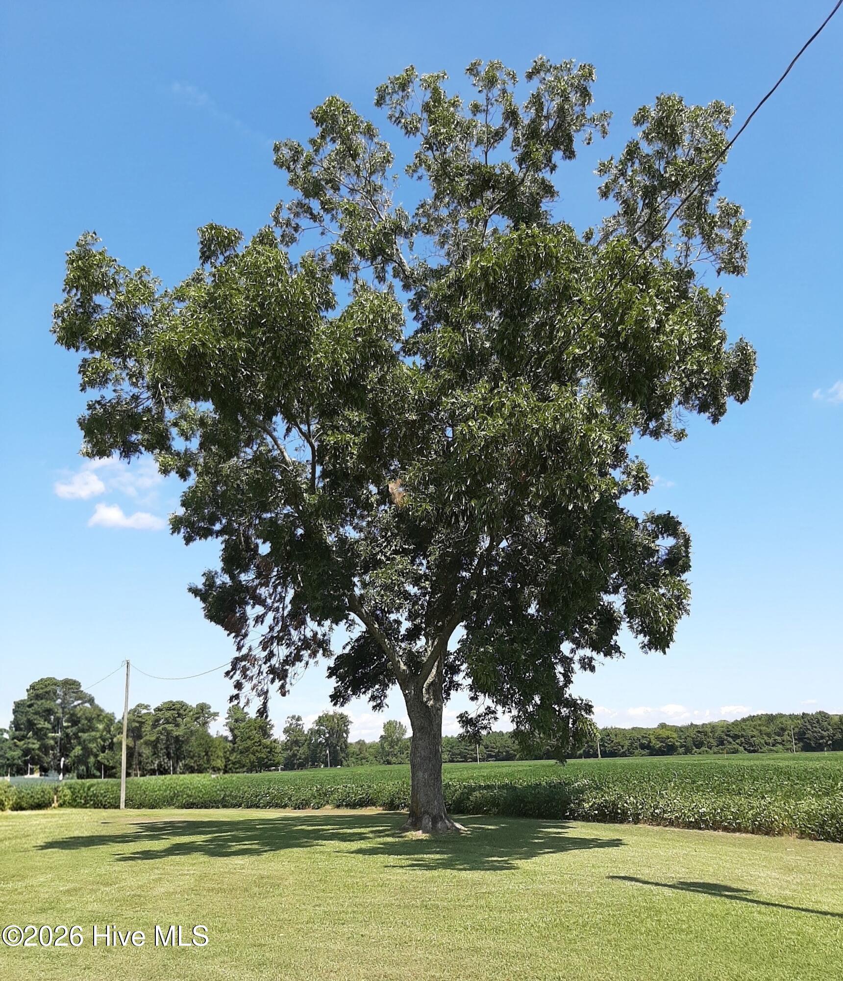 Tbd Gus Town Road Property Photo 15