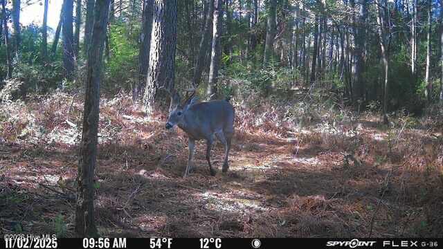 789 Trigger Farm Drive Property Photo 44
