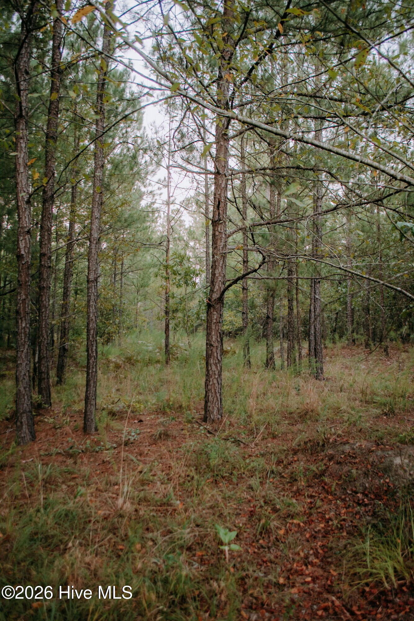 Lot 1-tbd Nighthawk Loop Property Photo 2