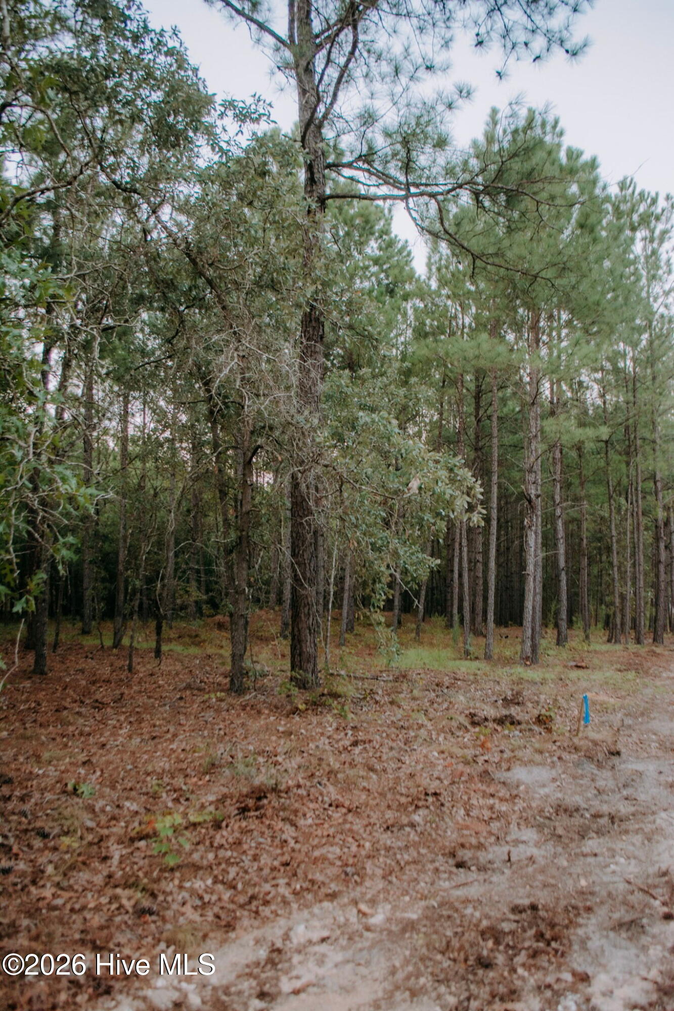 Lot 1-tbd Nighthawk Loop Property Photo 3