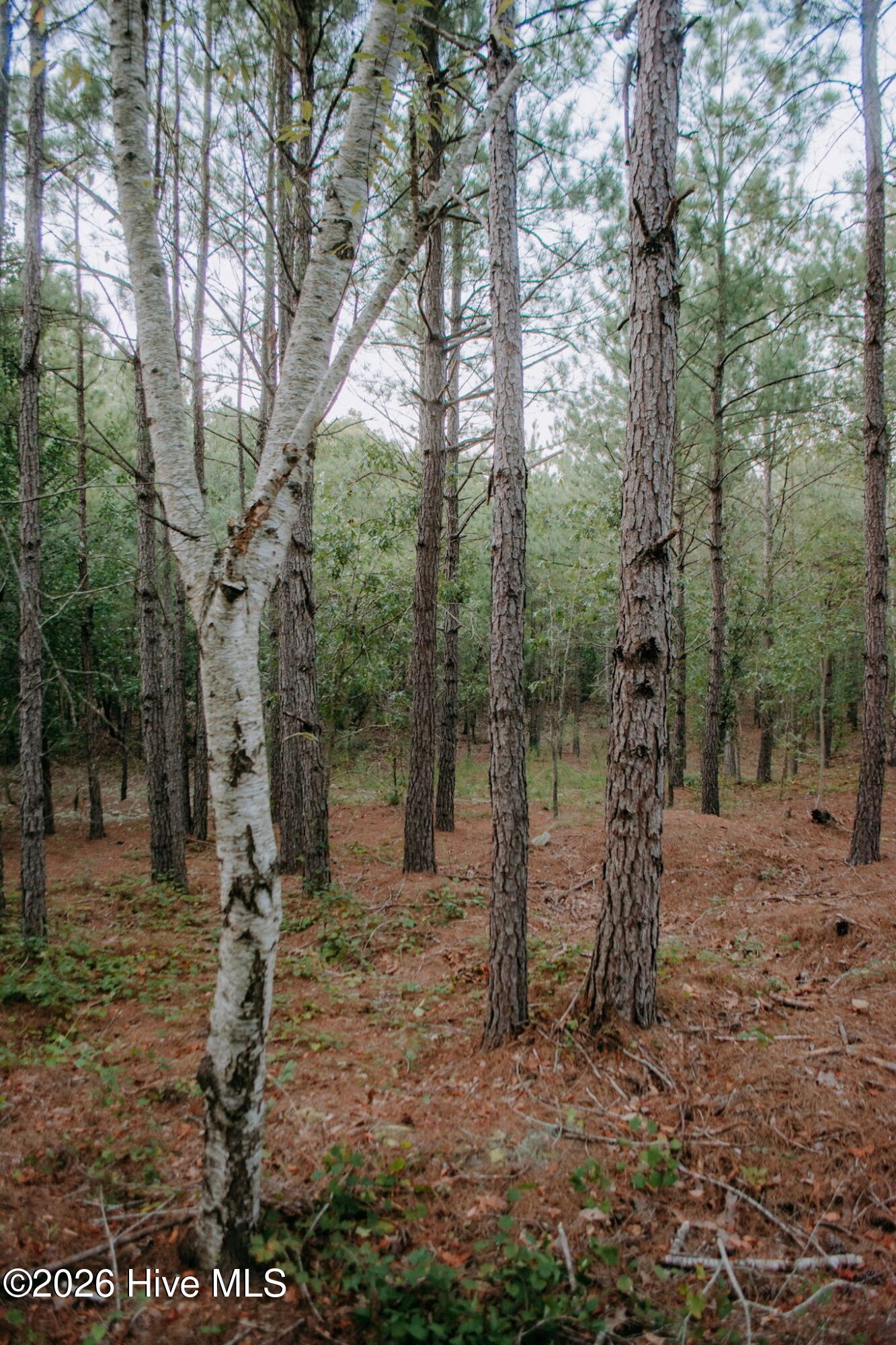 Lot 3-tbd Nighthawk Loop Property Photo 2