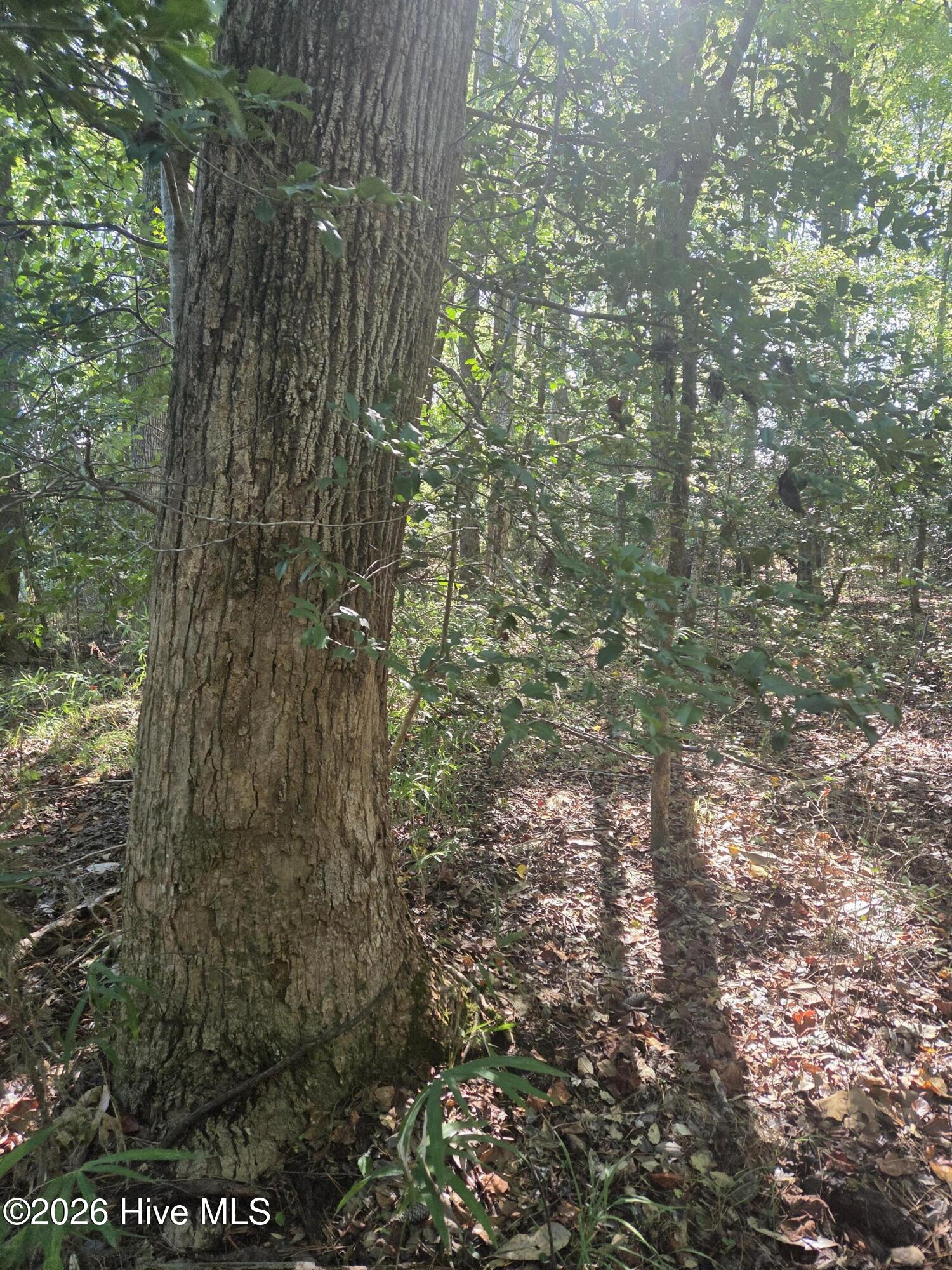 Tbd Us 1 Highway Property Photo 3