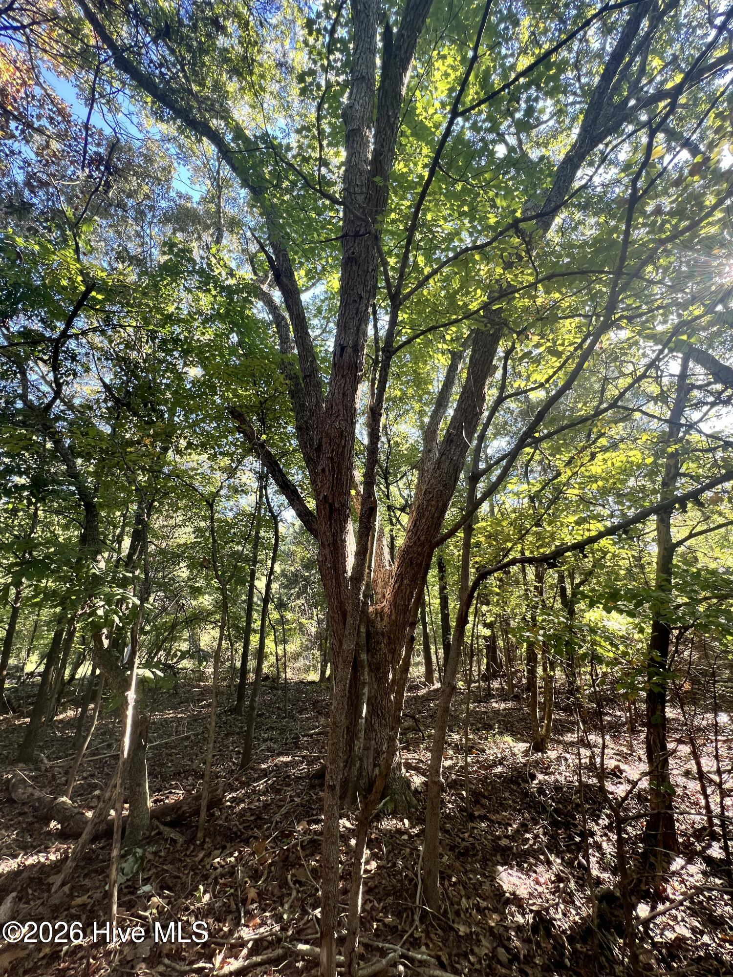 Lot 5 5 Coleman Loop Road Property Photo 3