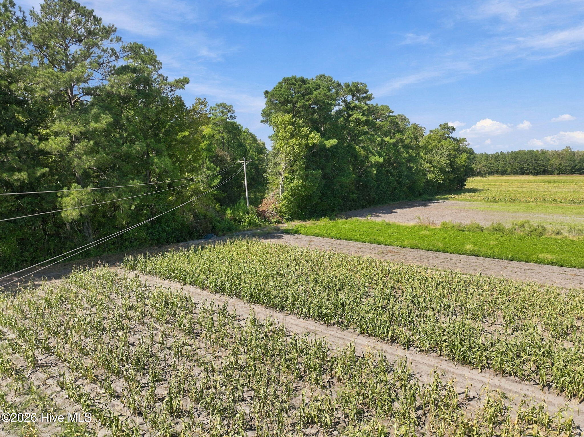 000 Willis Farm Tract-2 Road Property Photo 7