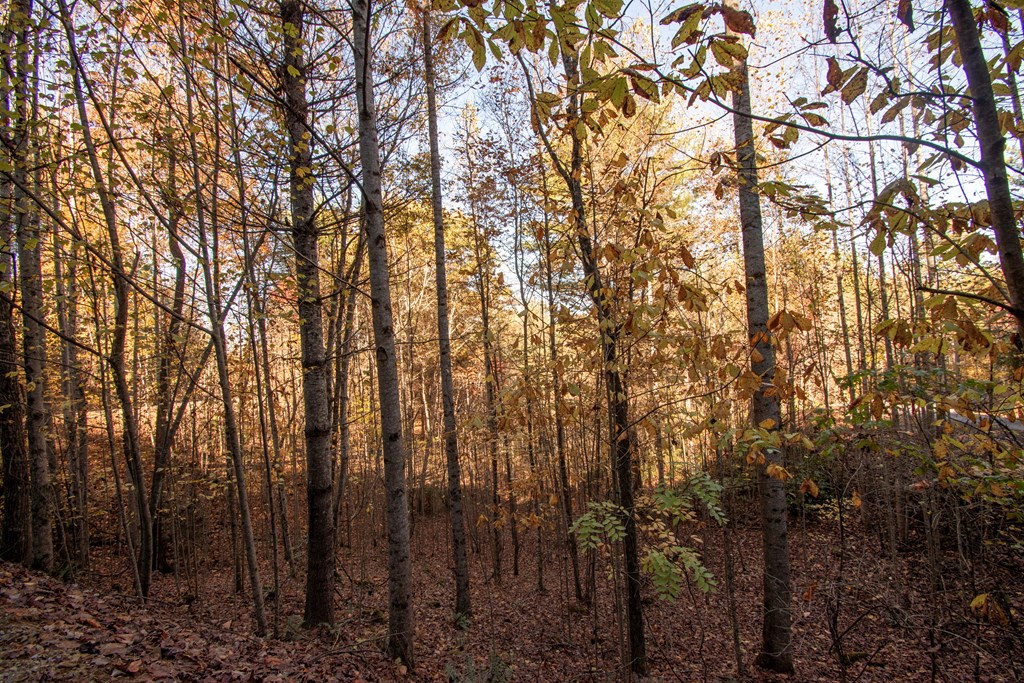 Lt 66 66 Choctaw Ridge Trail Property Photo 4