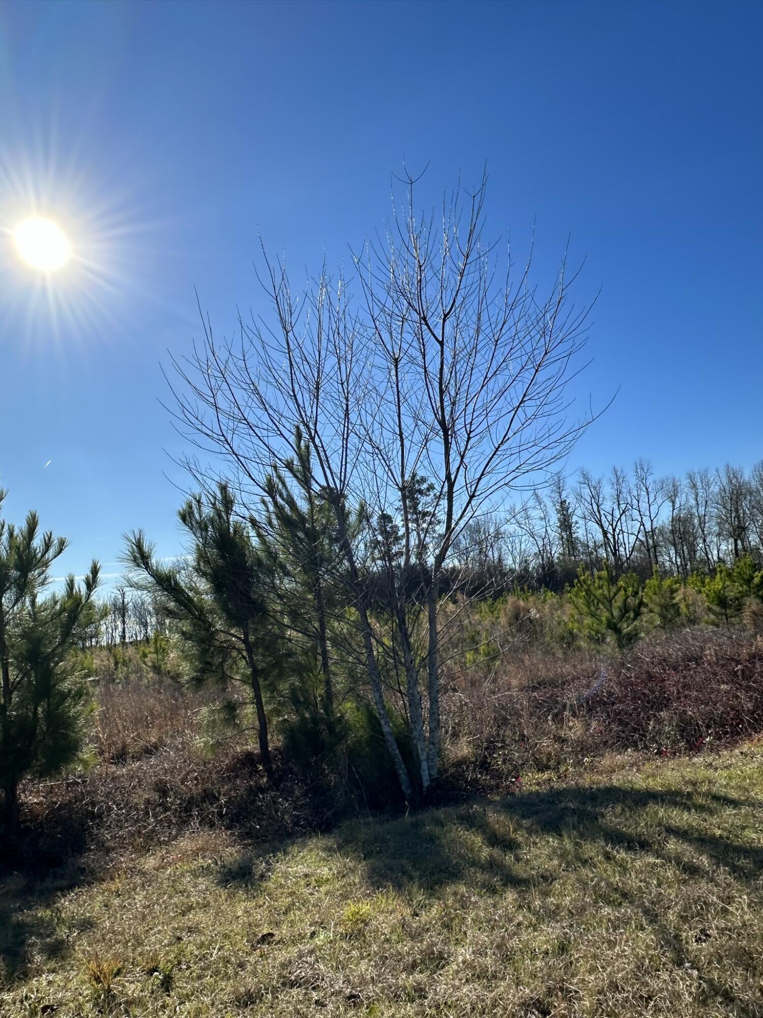 Lot 6 6 Triangle Road Property Photo 4