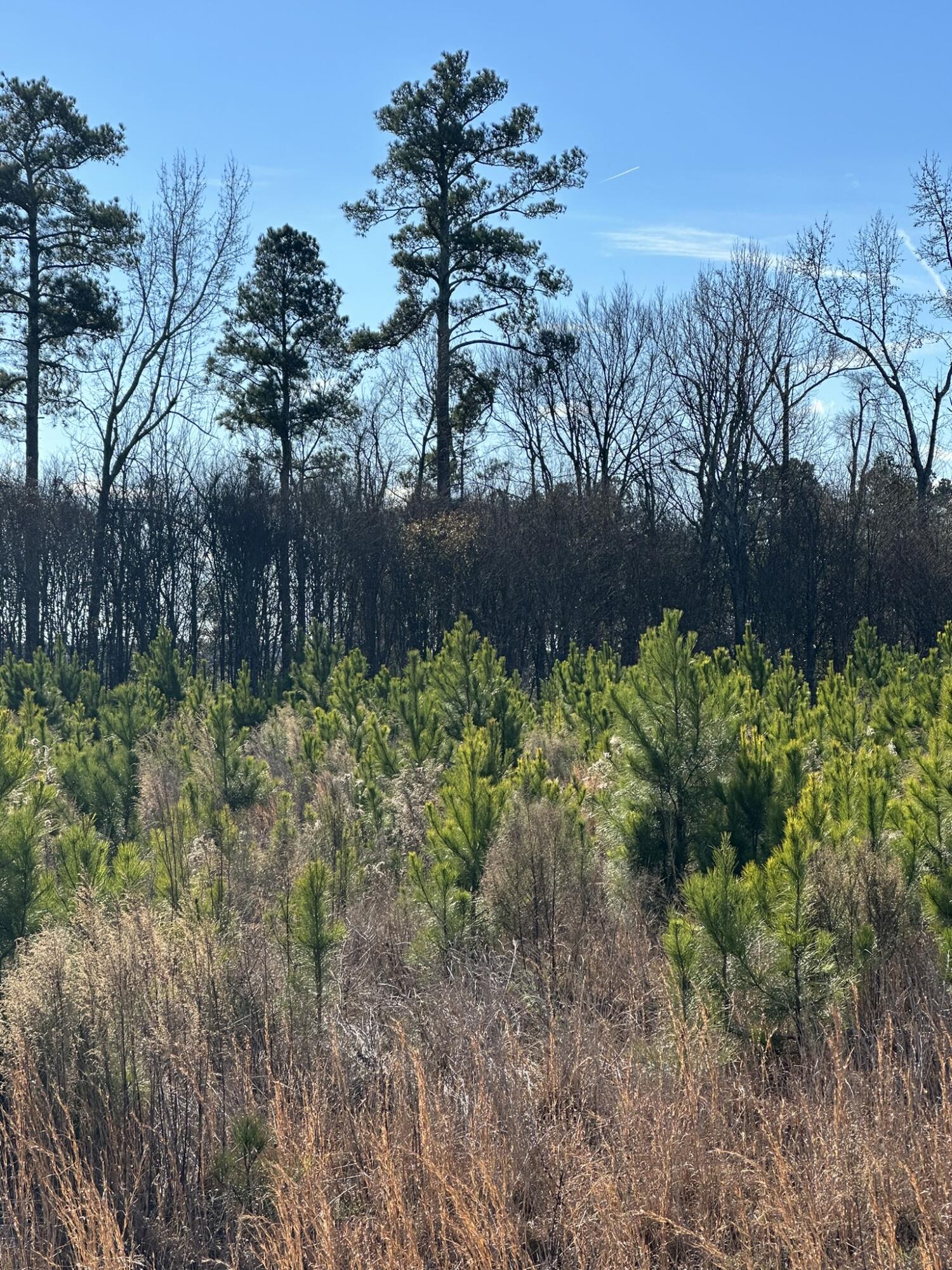 Lot 6 6 Triangle Road Property Photo 9