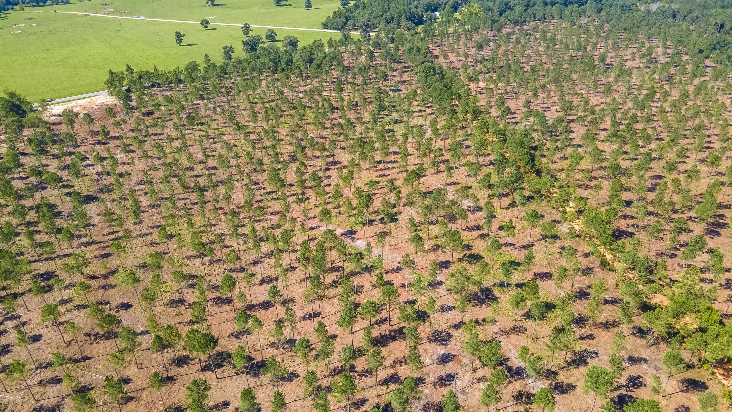 Lot 10 Shadow Lane / Camp Rawls Road Property Photo 2