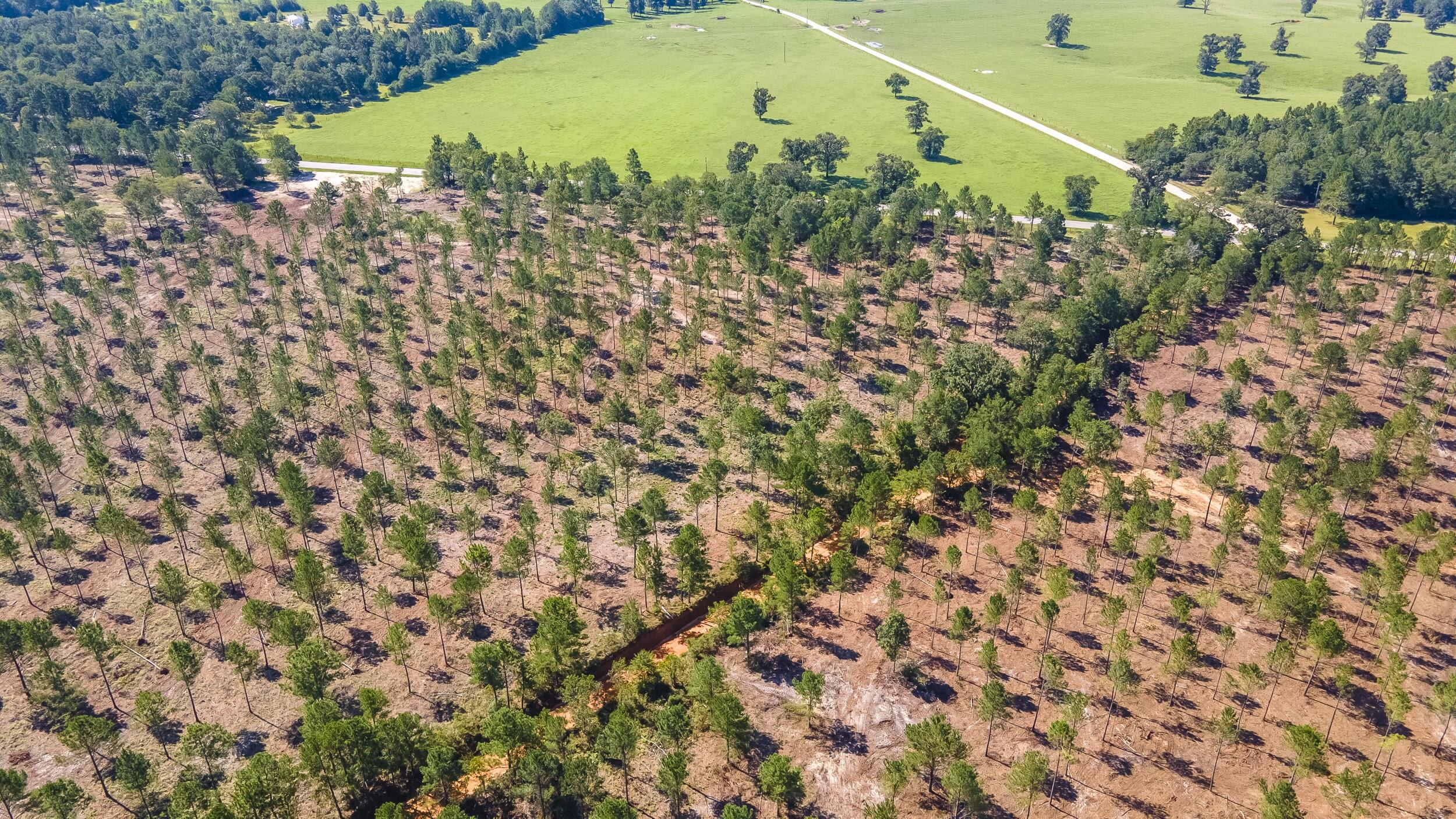 Lot 10 Shadow Lane / Camp Rawls Road Property Photo 4